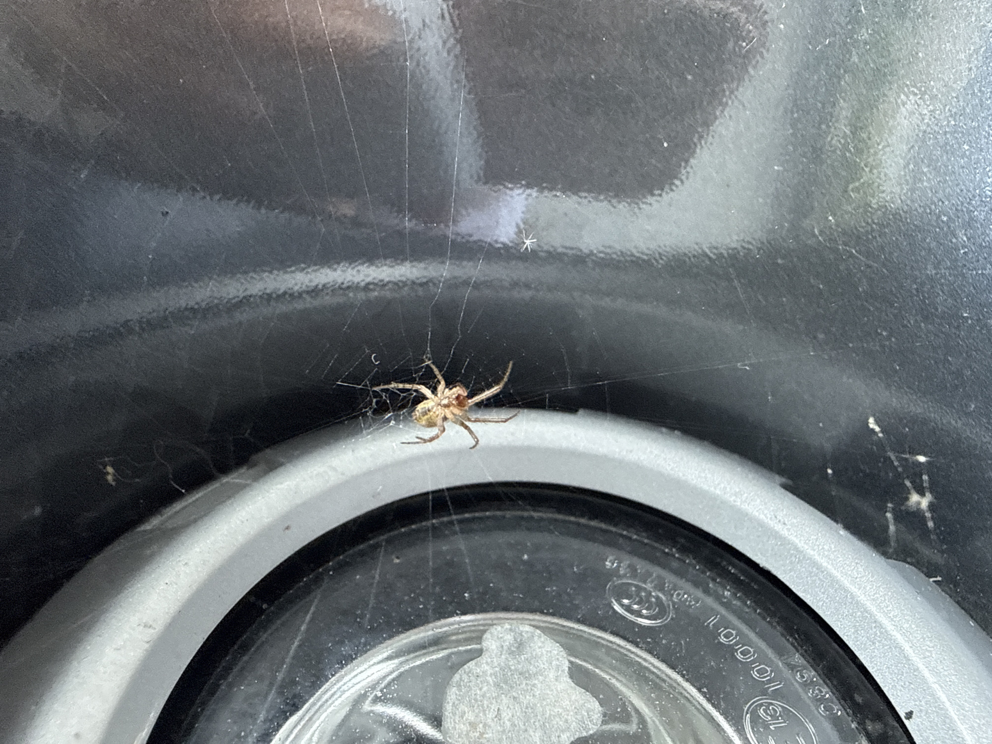 The image depicts a spider in its web. The spider is light brown and is positioned near the center of the web. The web is constructed between the dark grey surface in the upper half of the image and the light gray round object in the lower half. A small, white object is also trapped in the web above the spider. The background is blurred. The location is Unknown, Unknown. There are no people present.