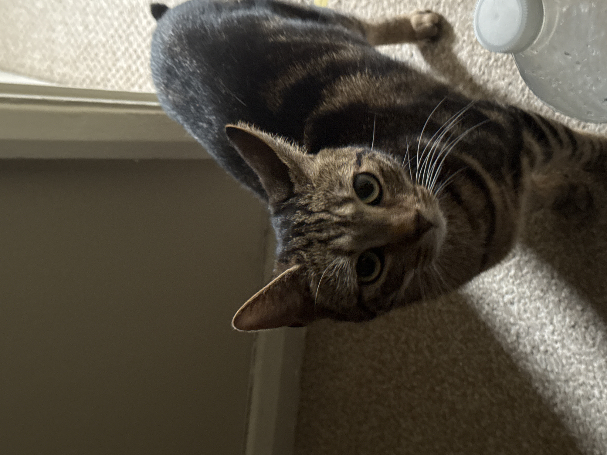 A close-up, high-angle shot depicts a tabby cat lying on a carpeted surface. The cat's head is tilted upwards, with its gaze directed at the camera. A clear plastic water bottle rests on the carpet near the cat. Part of a white doorframe is visible in the lower left corner. The cat displays characteristic tabby markings, with dark stripes on a lighter base coat. The cat is a light brown color with black stripe patterns. There is carpet visible behind the cat. The location in the city of Desborough, United Kingdom is unknown.
