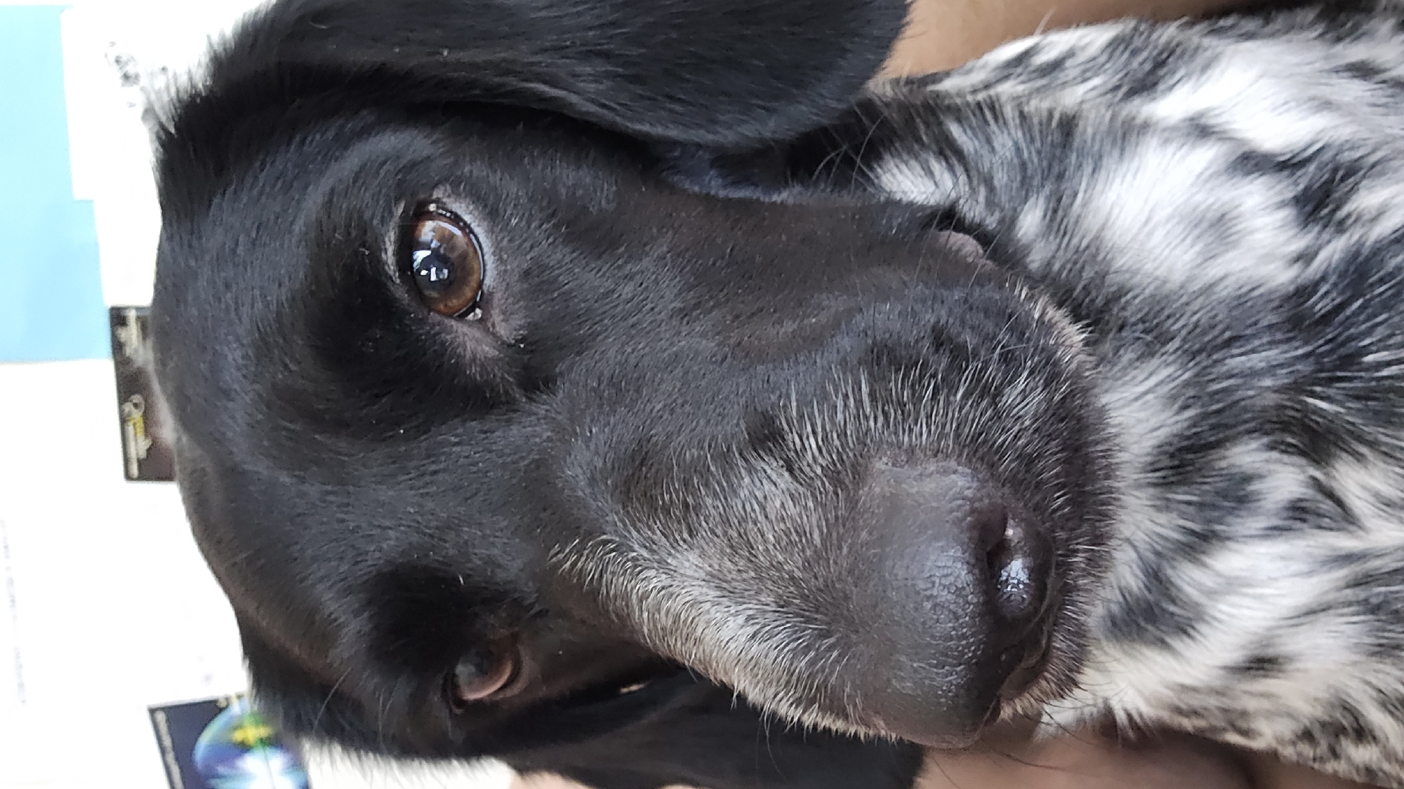 A close-up, waist-up photograph shows a black and white spotted dog with dark brown eyes and a wet nose, positioned in the city of Novohuivynske, Ukraine. The dog's fur is a mix of black and white, with a white muzzle and chest markings. The background consists of posters on a wall, one of which shows a colorful image with a circular blue and yellow motif. The lighting is bright, suggesting an indoor setting during the day.