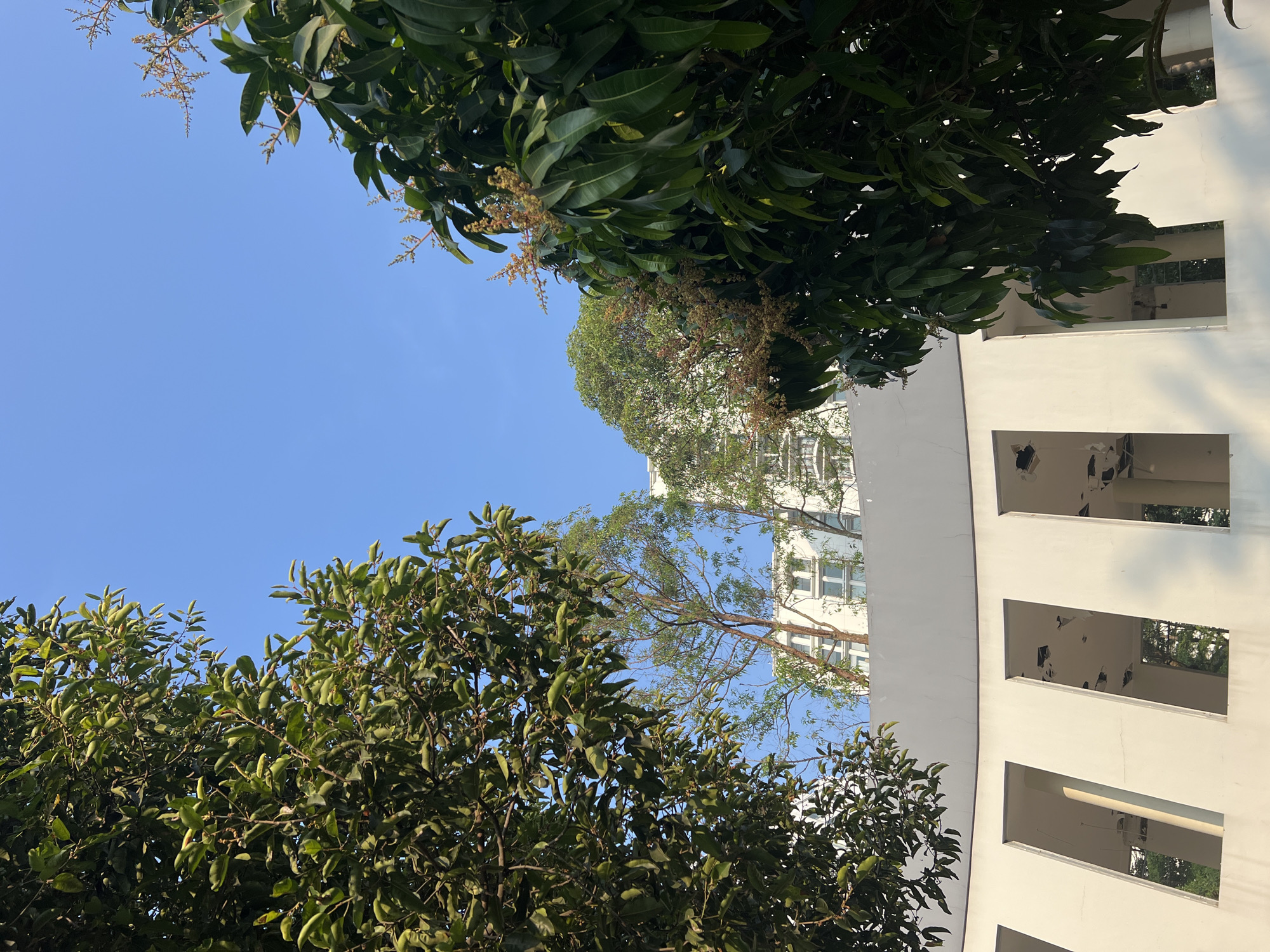 The image depicts a view looking upwards towards a clear blue sky, framed by lush green trees. In the foreground, a curved, white architectural structure with rectangular openings is visible. Behind the trees and structure, a modern white building with multiple windows is partially obscured by the foliage. The scene is brightly lit by sunlight, casting shadows on the white structure. The image appears to be taken outdoors, possibly in a park or urban area with significant greenery. The description does not provide specific details about the city of Bandung City, Indonesia, or any people, actions, or interactions.