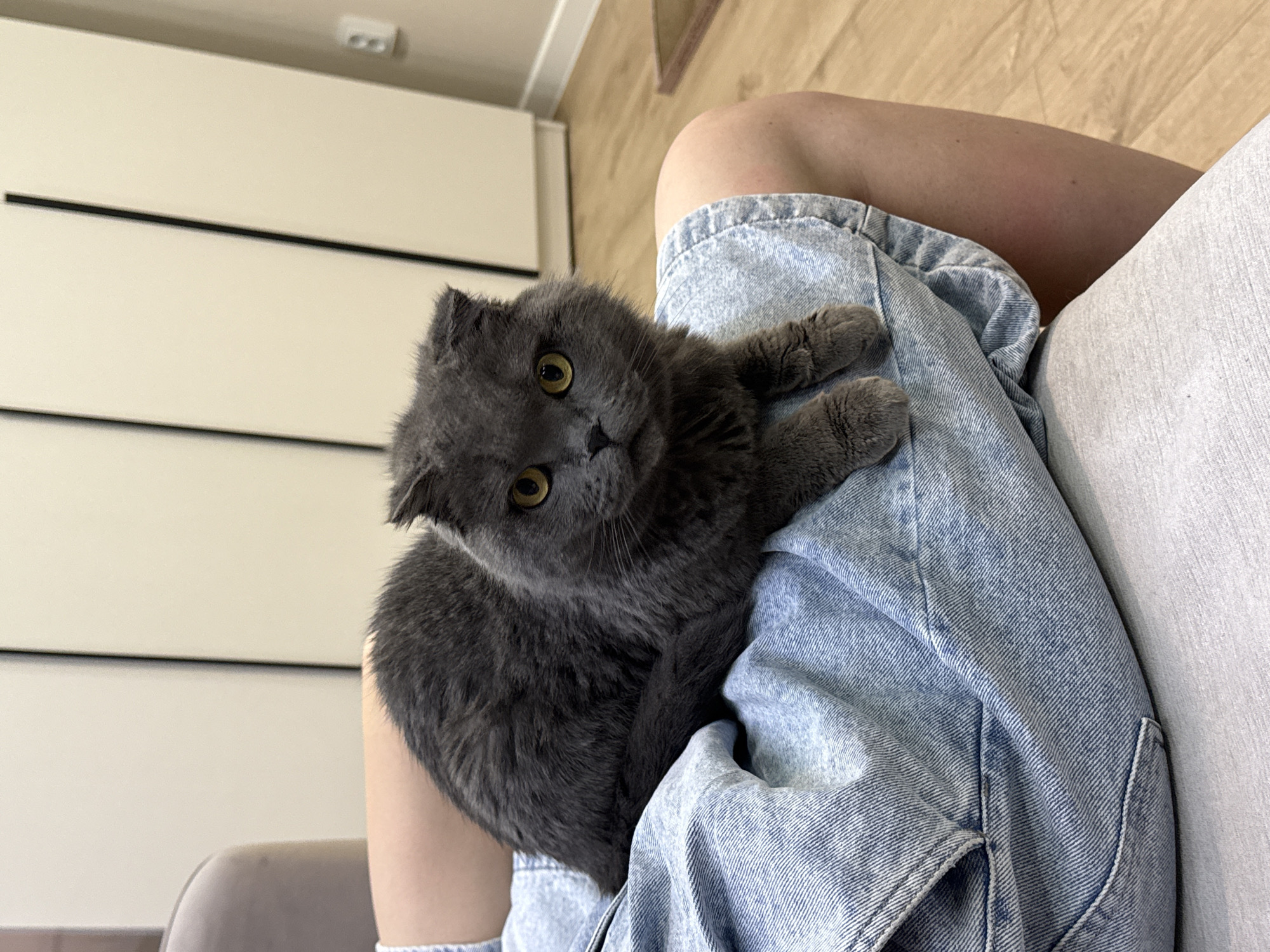 A gray Scottish Fold cat with yellow eyes is lying on a person's lap. The person is wearing light blue denim shorts. The cat is facing the camera with a slight head tilt. The background features a white cabinet with horizontal black lines and a beige wall. The location is likely indoors, but specific details about Izhevsk, Russia, are not discernible from the image.