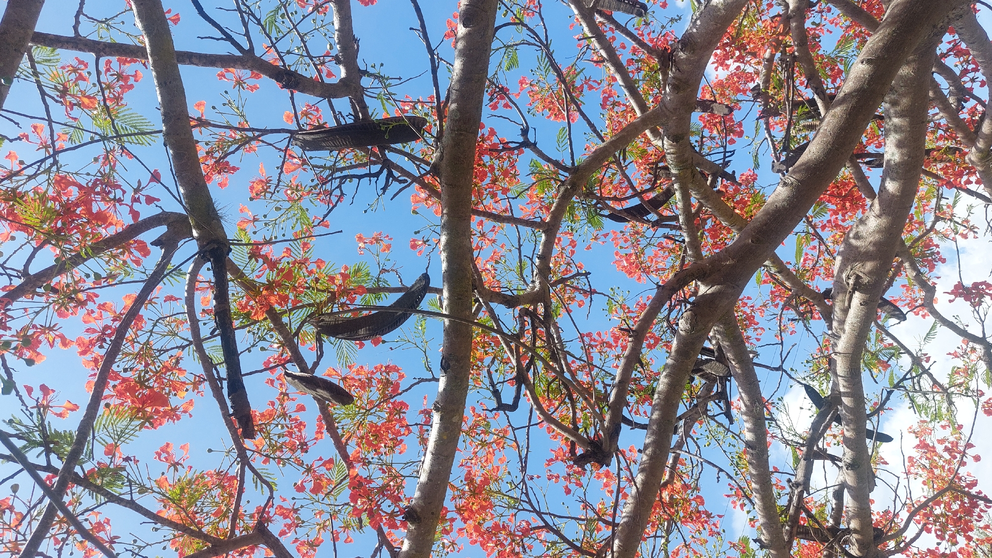 A low-angle shot of a tree canopy against a bright blue sky. The tree has numerous light gray branches with reddish-orange flowers interspersed throughout. There are also elongated, dark brown seed pods hanging from the branches. The location is in San Diego, Venezuela.
