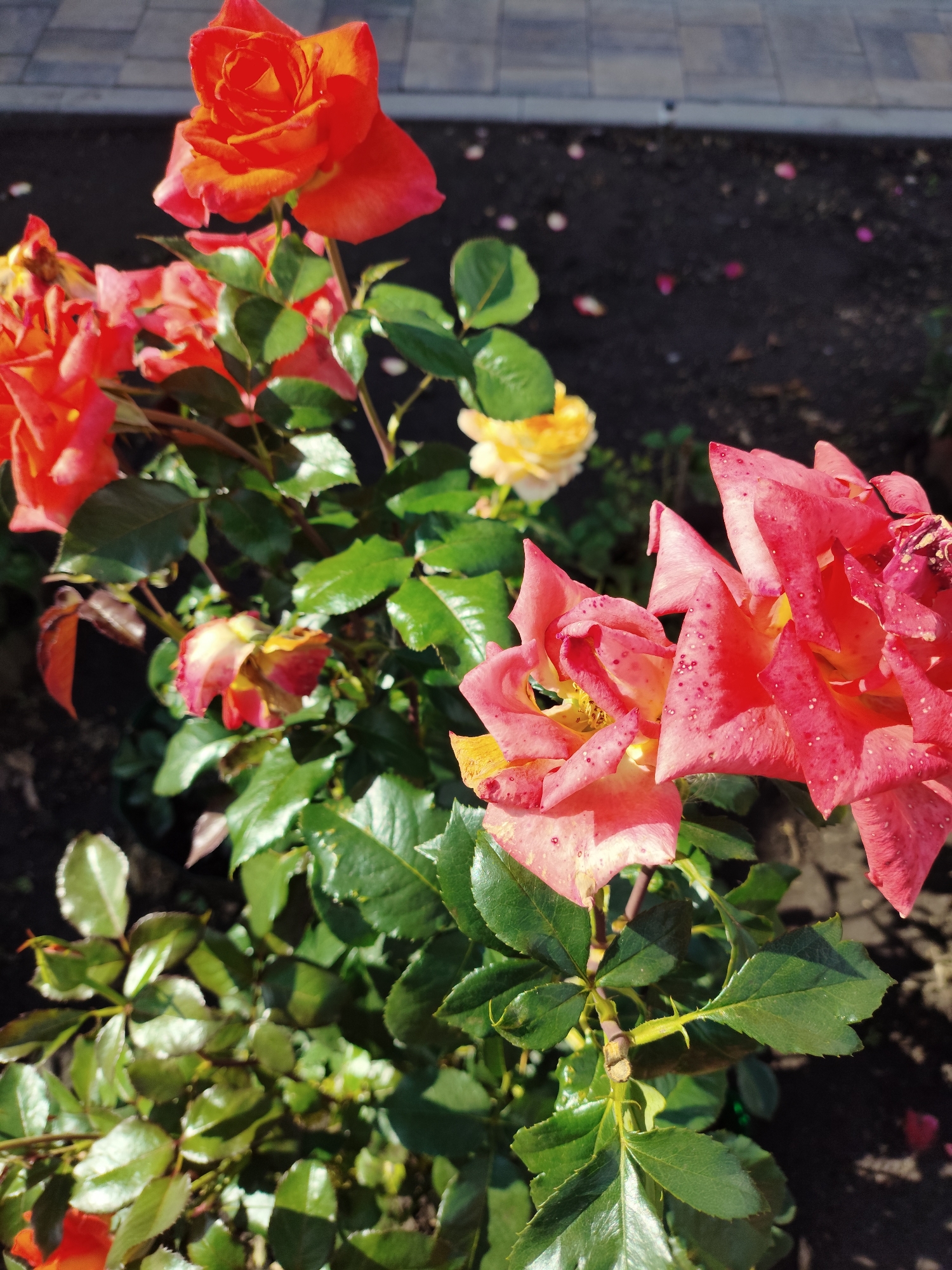 A close-up, top-down view captures a rose bush with several vibrant blooms in various stages of opening. The flowers display a gradient of colors, ranging from deep orange and pink to lighter shades of yellow and cream, some exhibiting speckled petal surfaces. Lush green leaves with a glossy sheen surround the blossoms, some appearing slightly wet, possibly from recent watering or dew. In the background, dark soil is visible, interspersed with scattered rose petals. Beyond the soil, a section of a paved walkway made of rectangular grey stones suggests an urban or garden setting. The overall scene is bathed in bright sunlight, casting subtle shadows. The image is attributed to the city of Shopino, Russia.