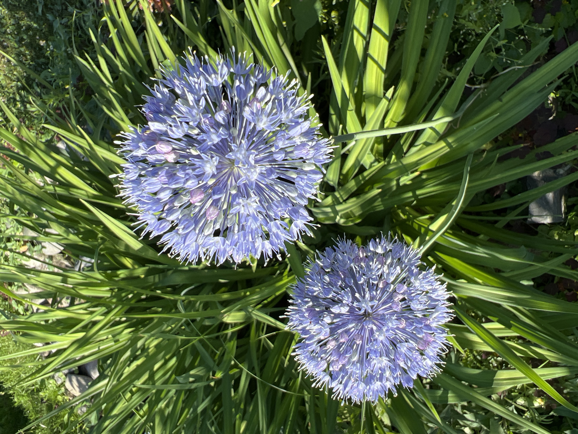 The image shows two spherical purple allium flowers in full bloom, set against a backdrop of lush green foliage and dappled sunlight. The flowers, with their numerous delicate petals and stamen, are the clear subjects of the photograph. The surrounding leaves are long and slender, creating a dense, naturalistic environment. The scene appears to be an outdoor garden setting, possibly in Mochische, Russia, given the context. There are no people or animals visible in the frame, and the focus is entirely on the natural beauty of the flowers. The lighting suggests it is daytime, with the sun casting shadows and highlighting the textures of the petals and leaves.