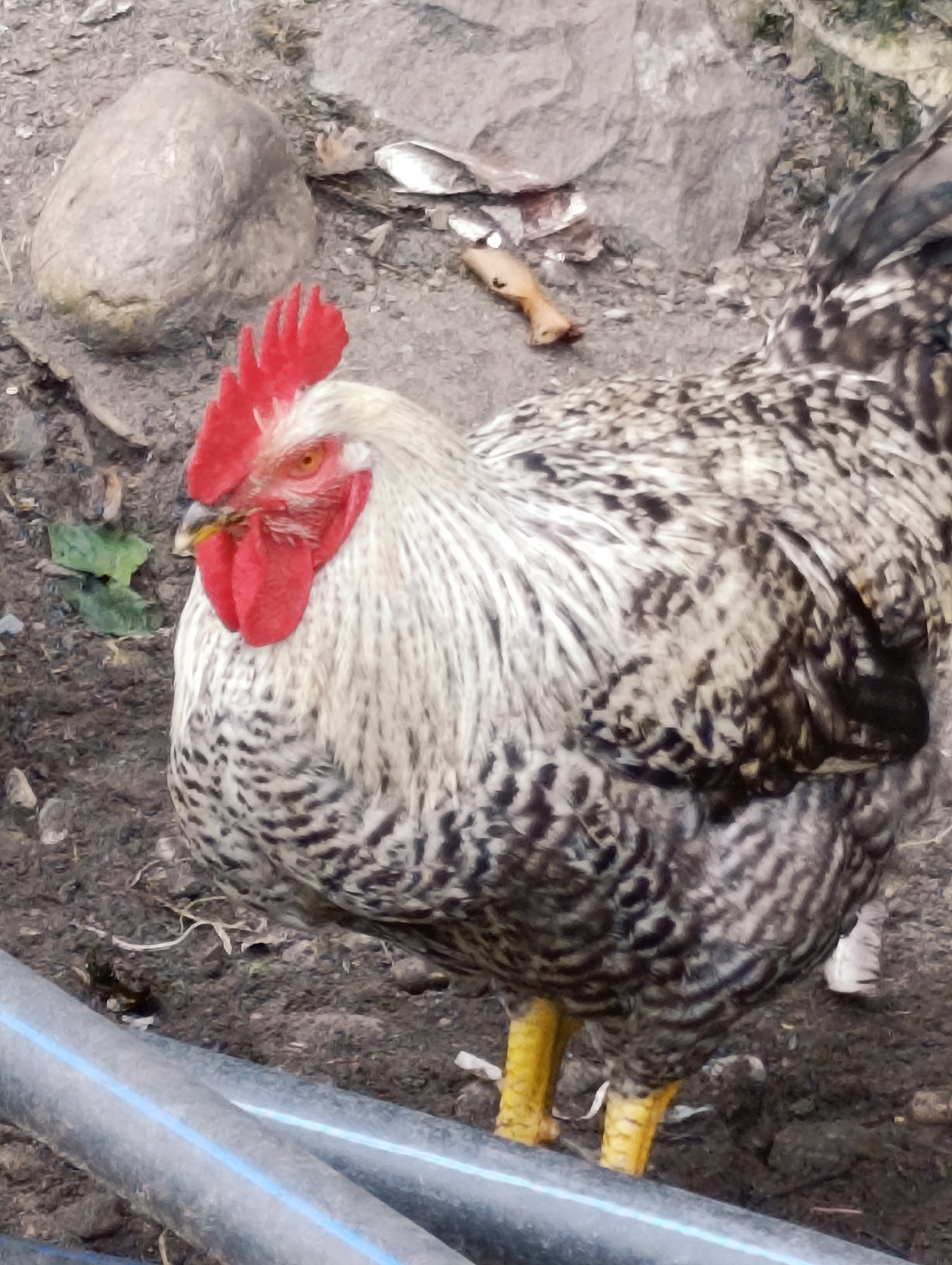 The image shows a close-up of a rooster with black and white feathers and a red comb, standing on the ground in Kalath, India. The ground is a mix of dirt, rocks, and some scattered debris. In the background, there are large rocks and a few green leaves. In the foreground, two black pipes with a blue stripe run horizontally across the bottom of the frame. The rooster is facing left and appears to be alert.
