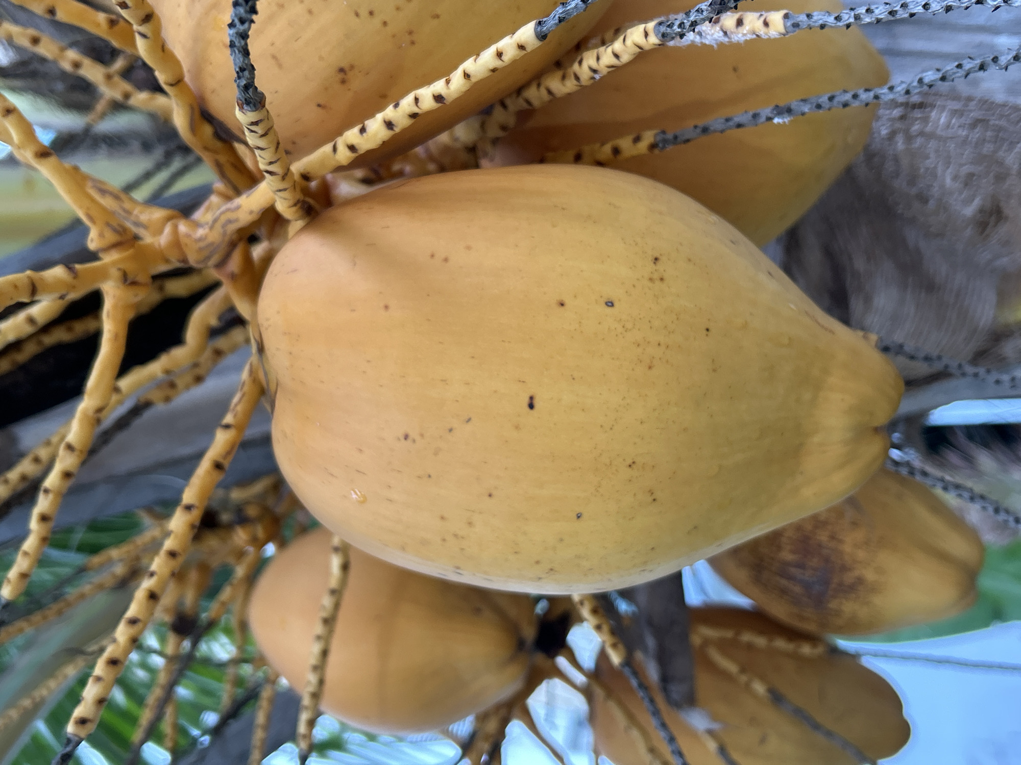 In Kathu, Thailand, a close-up, eye-level shot showcases a cluster of ripe, golden coconuts hanging from a tree. The foreground is dominated by a large, luminous coconut, its smooth, vibrant surface punctuated by small, dark speckles and a few water droplets, indicating recent moisture. Behind it, other coconuts are partially visible, their forms softened by the shallow depth of field. The coconuts are attached to a network of thin, segmented, yellow stems, some of which are dotted with dark markings and appear dry or frayed. The background is a blur of greens from foliage and hints of a light blue sky. The lighting is bright, highlighting the natural color and texture of the fruit and its supporting structure. There are no people or animals visible in the frame.