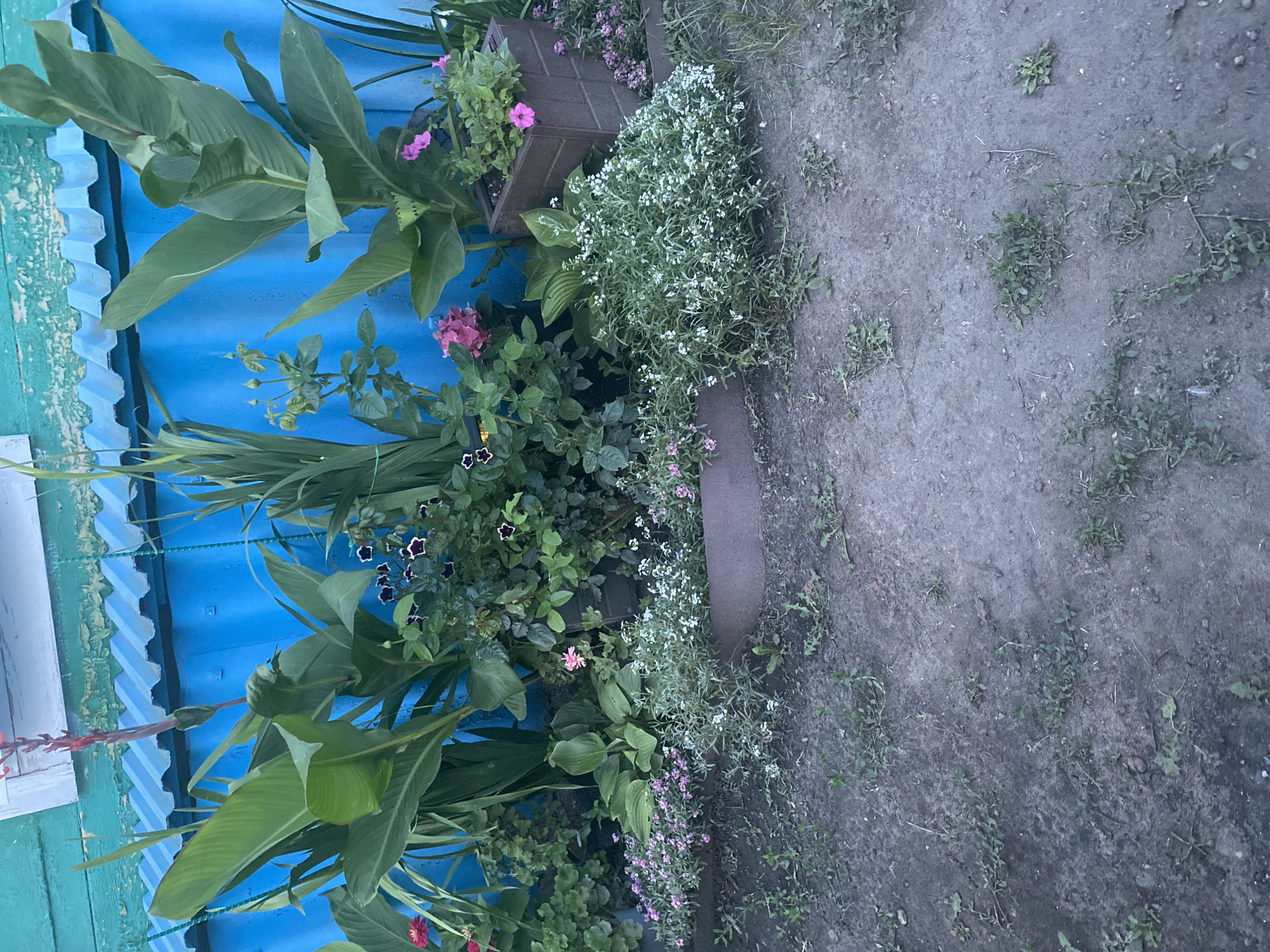 In Oktyabrsk, Russia, a vibrant garden bed is showcased against a bright blue corrugated metal wall. The garden features a variety of plants, including large, lush green leaves of Canna lilies, delicate pink and white flowers, and deep purple flowers with white centers. A pink hydrangea blooms in the background, adding a pop of color. Two square planters, one brown and one darker, hold blooming petunias. The foreground is a patch of dry, dusty earth with scattered green weeds. A weathered metal edging separates the garden bed from the ground. The top edge of the image shows a portion of a light-colored building with peeling paint.