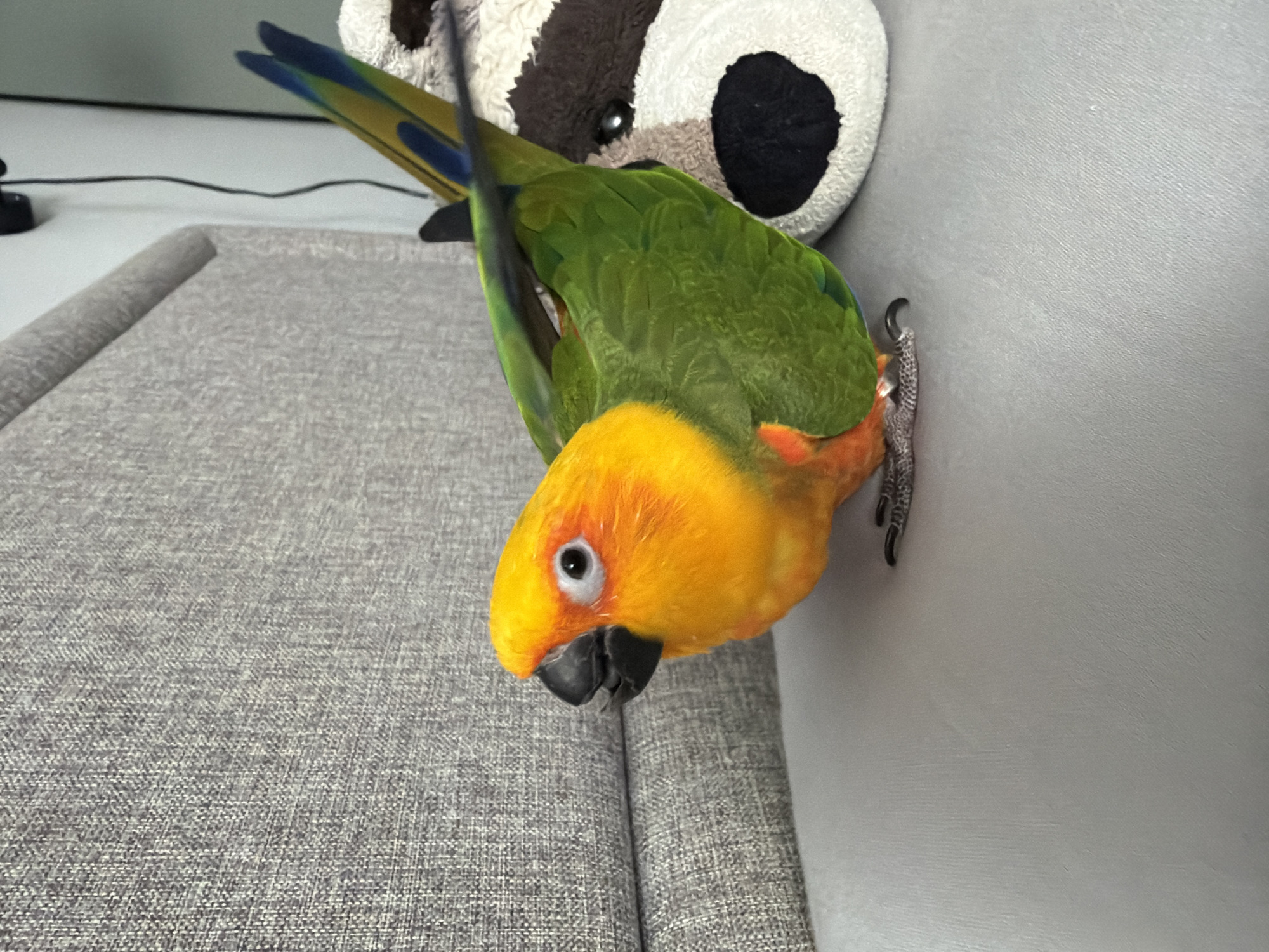 A vibrant Sun Conure parrot is depicted in an indoor setting. The bird is centrally positioned, facing towards the left side of the frame with its head slightly turned, revealing its bright yellow-orange head and chest, a black beak, and a prominent white eye ring with a black pupil. Its body is predominantly green, transitioning to a hint of orange on its lower abdomen, and its tail feathers display distinct blue and yellow-green hues. The parrot stands on a light grey, smooth surface. To its immediate right and slightly behind it, the head of a black and white stuffed animal, resembling a dog or cow, is partially visible. The background features a light grey upholstered surface with a visible woven texture, likely part of a sofa or chair. In the upper right corner, a white wall is visible, with a black electrical cable descending vertically from a black wall-mounted object.