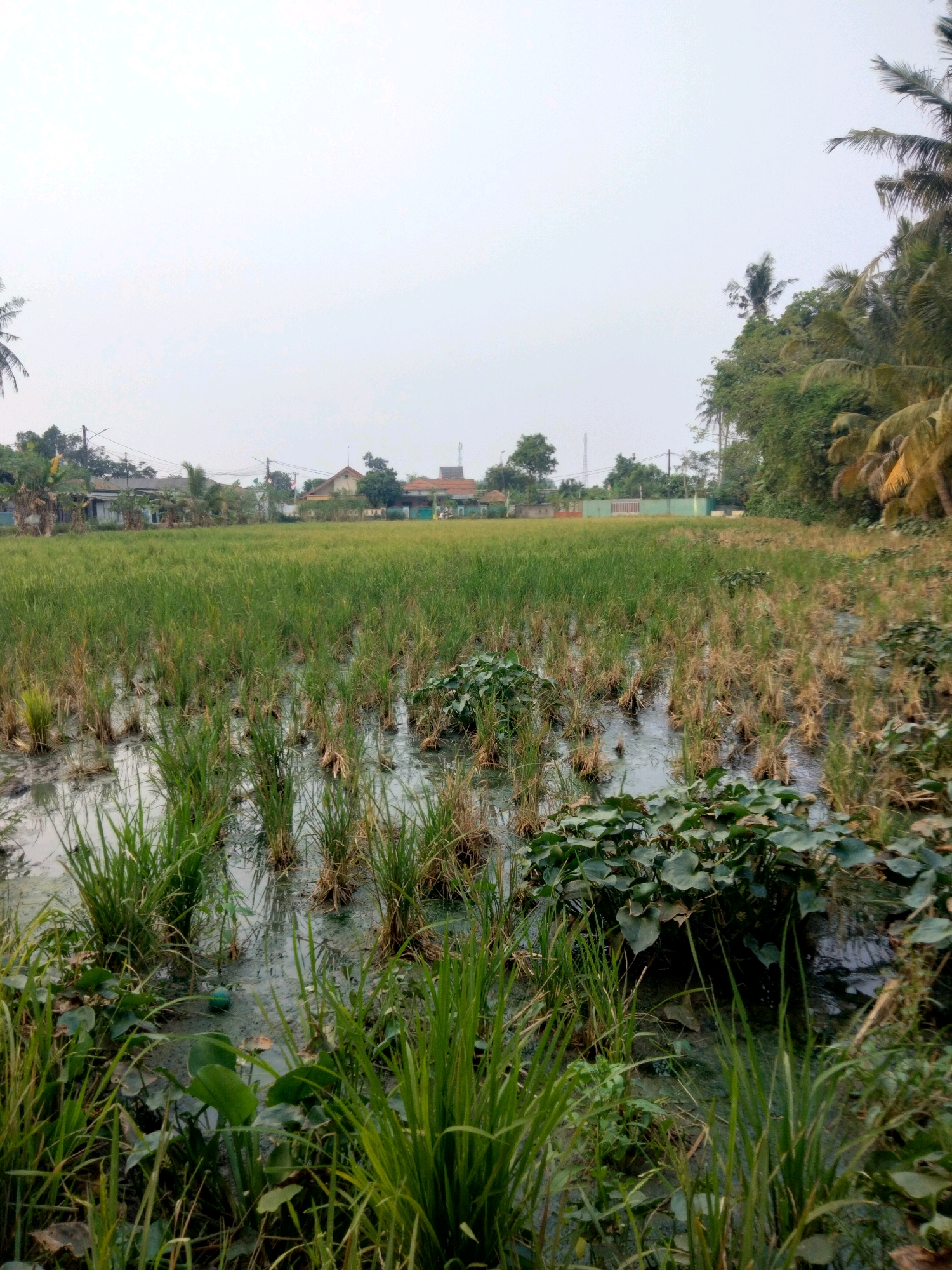 A low-angle, full shot captures a partially flooded rice paddy in Suka Sari, Indonesia. The foreground is dominated by the muddy water and lush green rice stalks, some of which are submerged. Clusters of broad, dark green lily pads are scattered throughout the water. In the middle ground, the rice paddy continues, with taller, greener rice plants extending into the distance. Beyond the paddy, a row of houses with red-tiled roofs and light-colored walls are visible. Some of these houses have visible power lines connecting them. Further in the background, a dense line of trees, including palm trees, forms a natural border. The sky is overcast and a pale white, indicating diffused light. The scene is rural, with evidence of agriculture and residential areas coexisting.