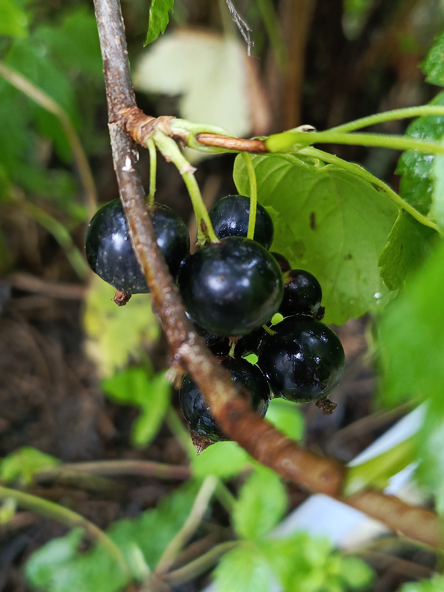 A close-up, eye-level shot captures a cluster of ripe black currants on a branch. The currants are dark, glossy, and round, with some showing tiny speckles on their surface. They are attached to a brown, somewhat rough branch that angles diagonally across the frame from the lower left to the upper right. Behind the currants, blurred green leaves and stems suggest a garden or natural setting. The background is a soft focus of muted greens and browns, indicative of foliage and soil. The lighting highlights the sheen on the berries, suggesting a humid or recently rained-upon environment. There are no people or animals present. The scene is located in Kauchuk Stantsiya, Russia.