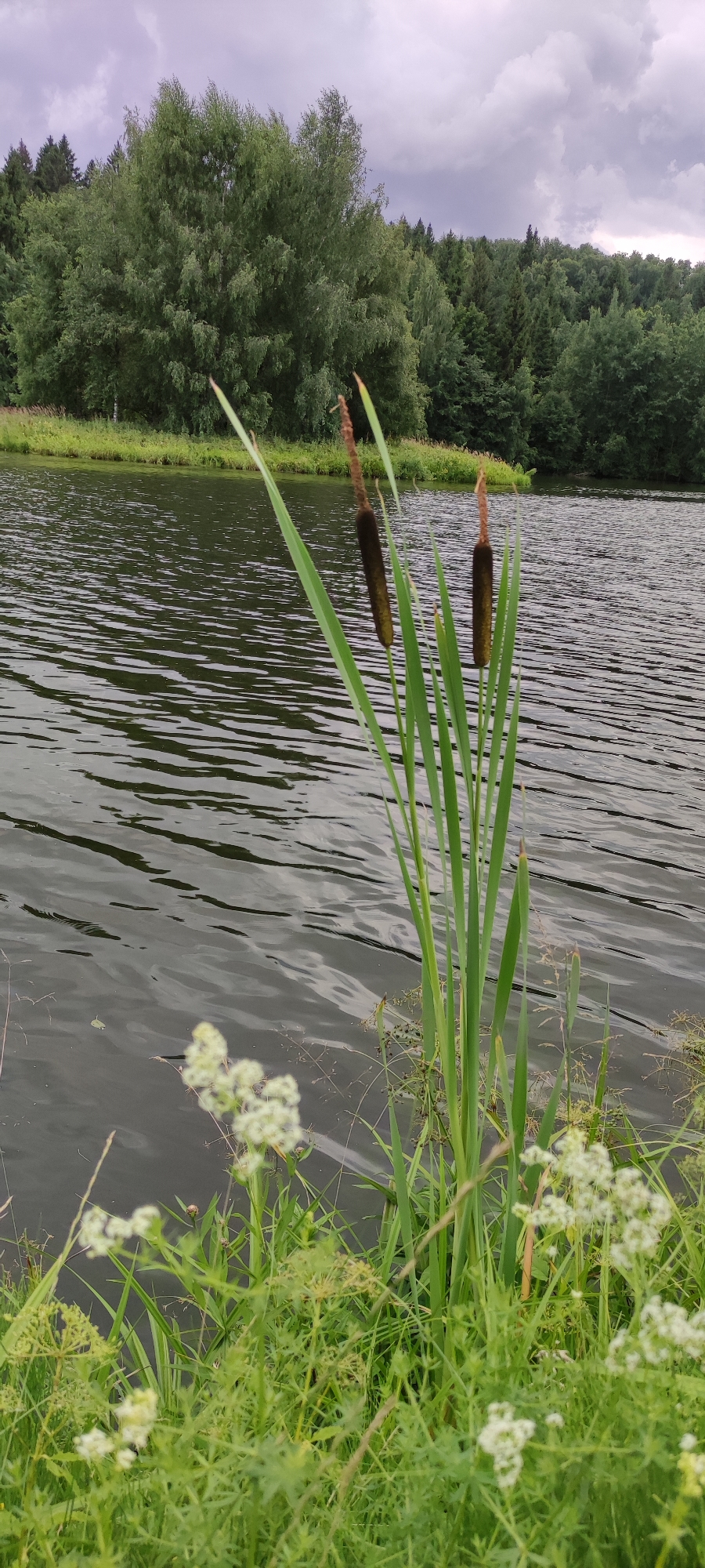 This is a vertical, eye-level, medium shot of cattails and wildflowers growing on the edge of a dark, rippling body of water. The water takes up the left two-thirds of the frame. The foreground is filled with lush green grass and the white clusters of wildflowers. Two cattails, one slightly taller than the other, are prominent in the center right of the image. Their brown, cylindrical seed heads stand out against their long, green leaves and the dark water. In the background, a dense forest of green trees lines the opposite shore of the water. The sky above is overcast and a dark, moody gray, suggesting a cloudy day or approaching rain. The overall impression is one of a tranquil, natural landscape, possibly during the daytime. There is no visible text in the image.