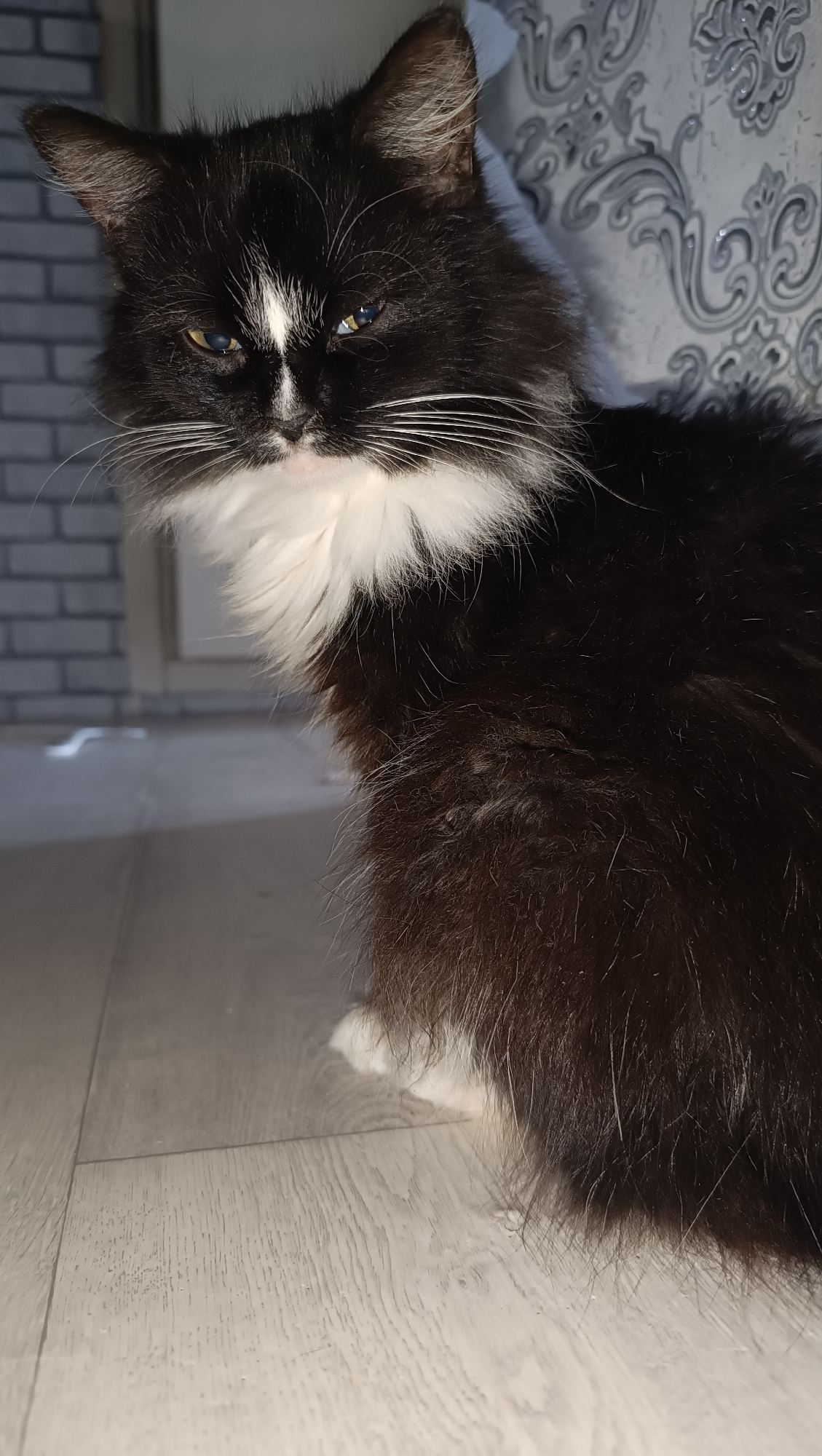 A black and white cat with long fur sits on a light-colored wooden floor. The cat is looking towards the camera with a serious expression. Its fur is predominantly black with a white chest and a white blaze on its forehead. The background includes a wall with textured wallpaper and a brick-patterned wall. The lighting suggests an indoor environment, possibly a home. There is no indication of the city of Chaikovsky, Russia.