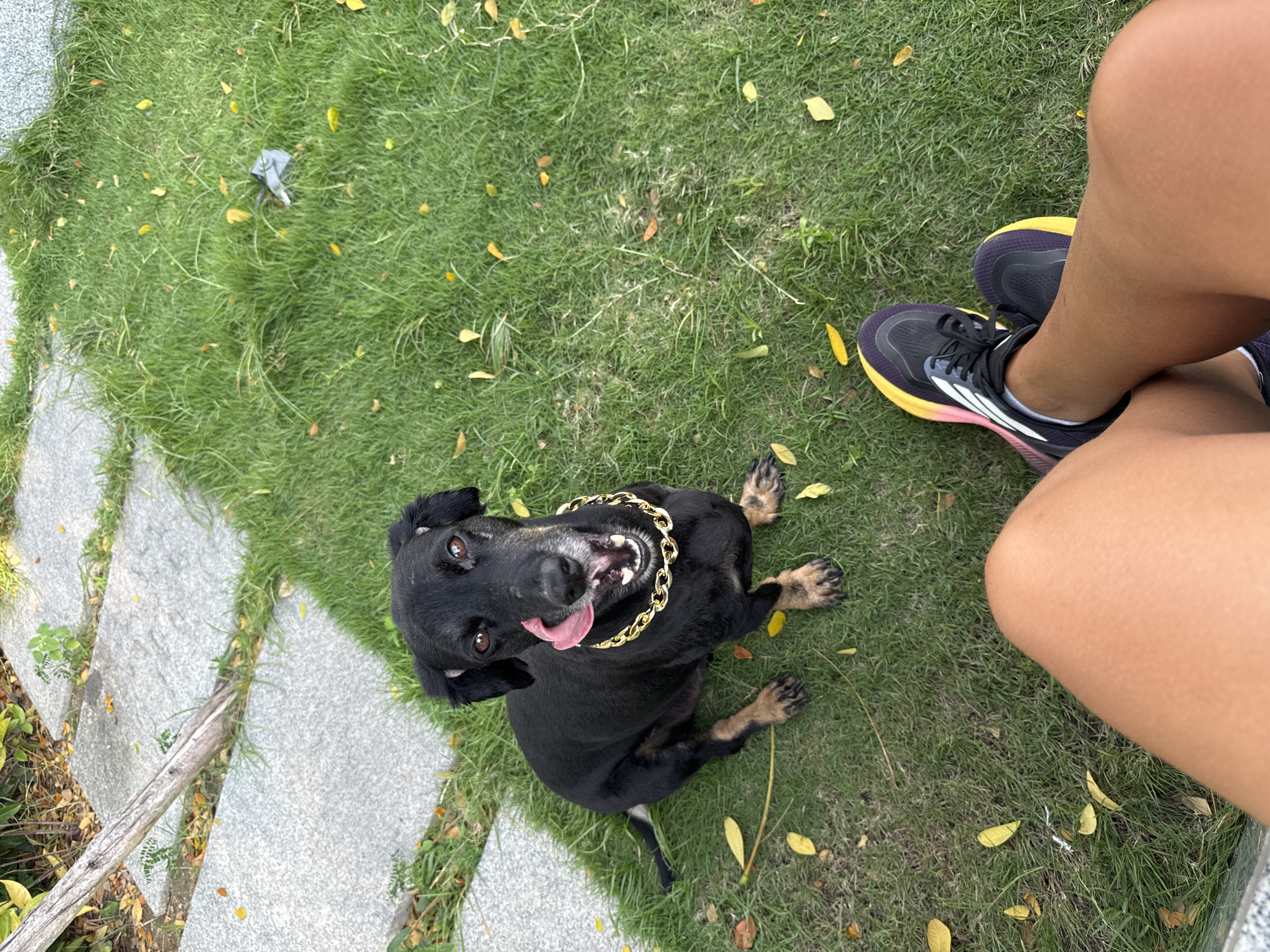 A black dachshund with tan markings, wearing a gold chain necklace, sits on a grassy area with scattered yellow leaves. The dog is looking up and sticking its tongue out. In the foreground, a person's legs and feet wearing running shoes are visible. The background shows a pathway made of grey stone slabs and green foliage. This scene is likely an outdoor setting in Nha Trang, Vietnam, possibly a garden or park.