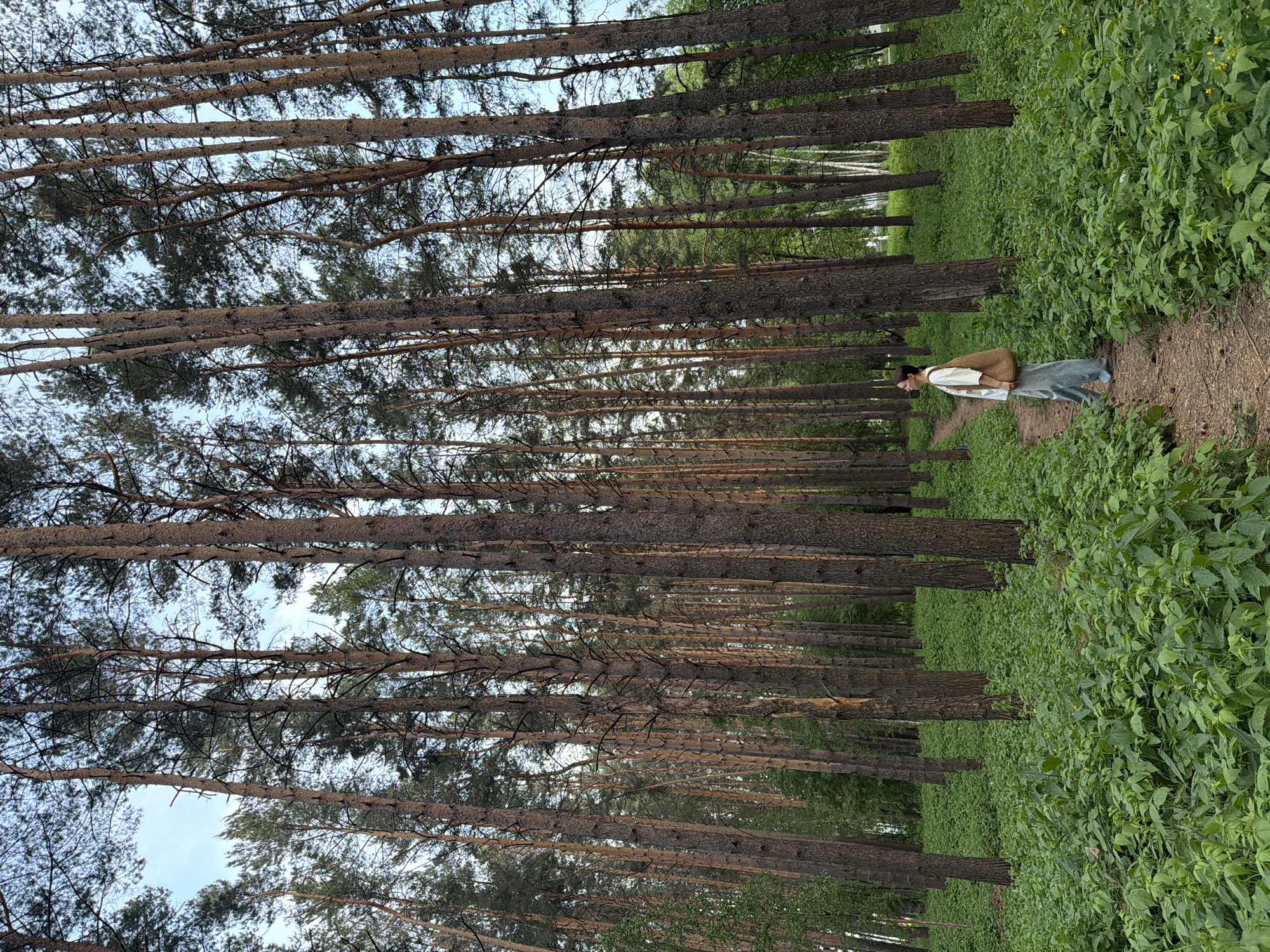 The image depicts a forest scene in Chaikovsky, Russia. Rows of tall, slender pine trees dominate the landscape, their trunks rising vertically and their canopies partially obscuring the sky. The forest floor is covered in dense, green vegetation. A narrow dirt path cuts through the foliage. A woman stands on the path. She is wearing a light-colored shirt, a vest, and long skirt. She is facing away from the camera. She also has a beige purse.