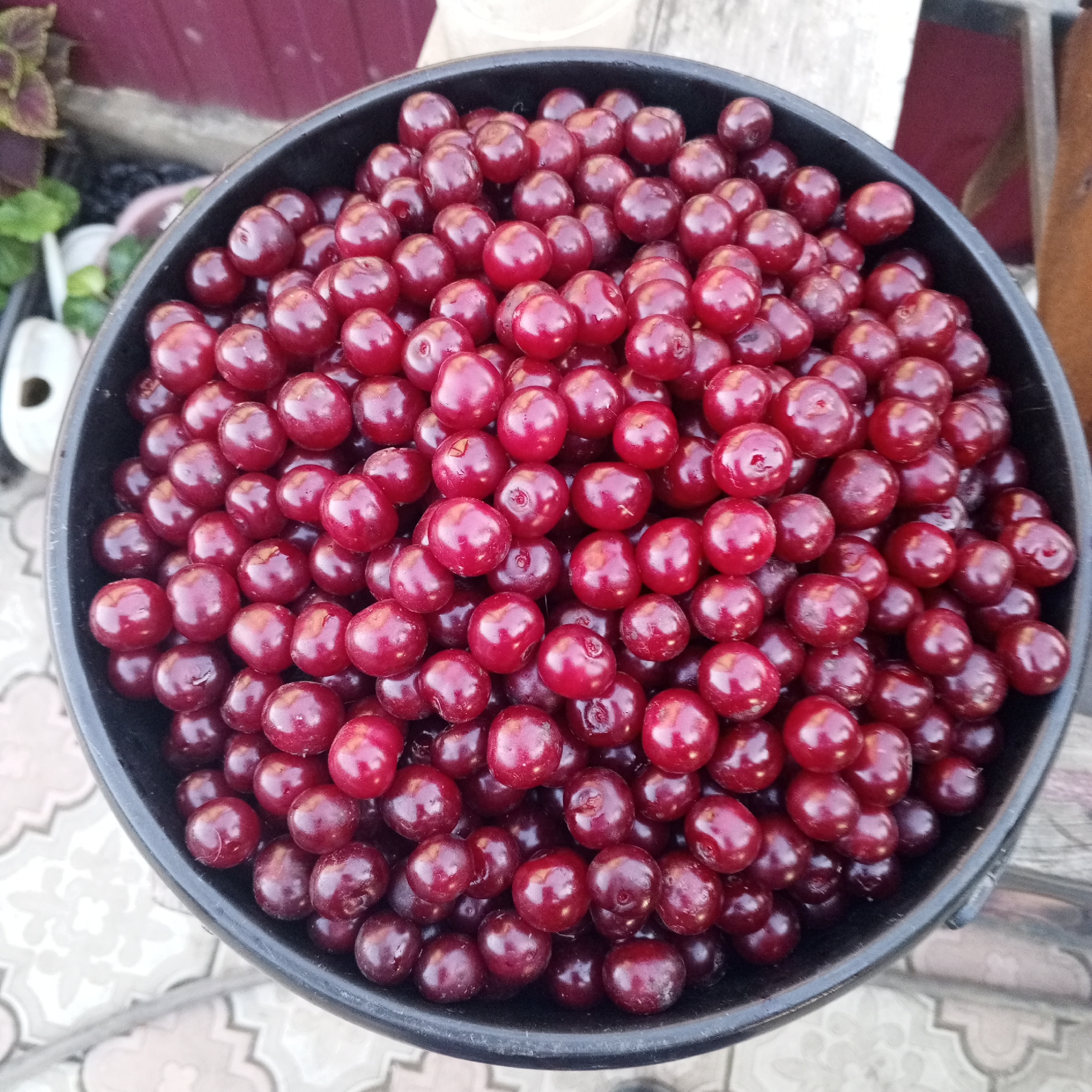 A close-up, overhead shot shows a black bucket filled with a large quantity of dark red cherries. The bucket is positioned on a light-colored tiled surface with a geometric pattern, possibly a patio or walkway. In the background, out of focus, is a dark red wall or fence and some greenery from a plant. The lighting suggests it is daytime. The scene appears to be outdoors in a residential or garden setting in Sayanogorsk, Russia. There are no people visible in the image.