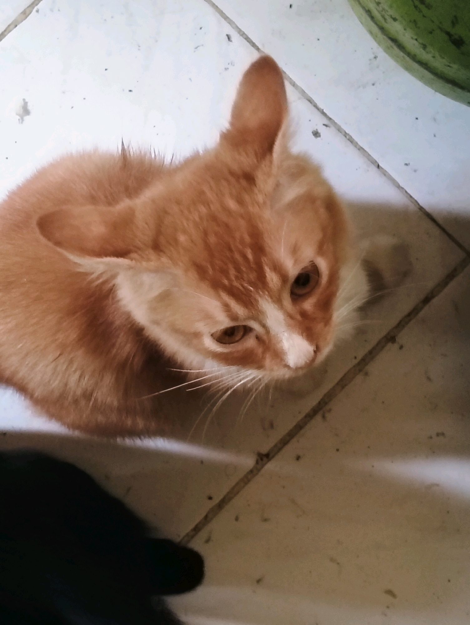 In Perdamaian, Indonesia, an orange tabby kitten sits on a tiled floor. The kitten's fur is predominantly orange with white markings on its face and chest. Its eyes are amber, and it has long white whiskers. The kitten is looking upwards and to the right, with one ear perked forward. A portion of a dark object, possibly a person's hand or arm, is visible in the lower left corner of the frame, casting a shadow. In the upper right corner, a green object, likely a watermelon, is partially visible. The tiled floor is light-colored with dark grout lines, and there are some small specks of dirt or debris scattered across the surface. The lighting appears to be artificial, creating a slightly diffused illumination of the scene.