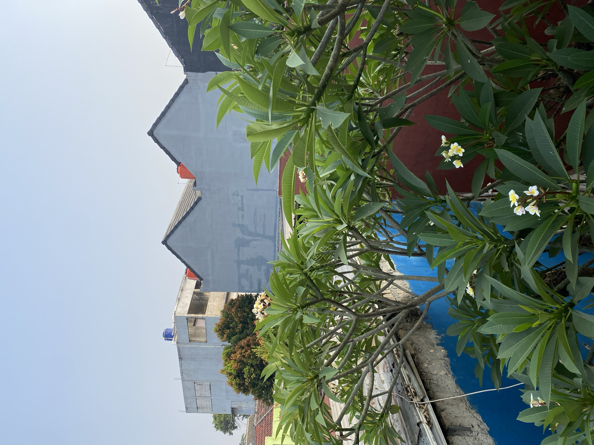 The image depicts an outdoor scene, likely a residential area, under a clear sky. In the foreground, a lush frangipani tree with green leaves and a few white and yellow flowers is prominent. The tree branches are visible, some bare and grey, others covered in foliage. Behind the tree, a textured wall painted in a vibrant blue is partially visible, with a section of a corrugated metal roof and some debris resting on it. Further in the background, a series of buildings are visible. The closest structures have pitched roofs, one painted grey and another darker color. To the left, a multi-story building with light blue siding and visible windows stands. One building has a large blue water tank on its roof, and another has an orange water tank. The overall impression is that of a typical urban or suburban residential landscape in Indonesia, likely in Tangerang, given the architectural style and vegetation. There are no people or animals visible in the image. The scene appears to be captured during daylight hours.