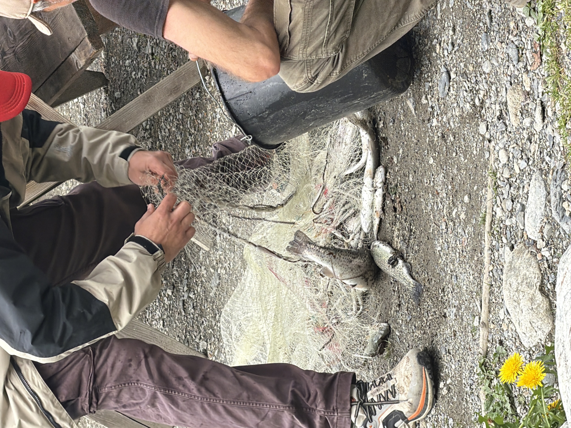 The image depicts an outdoor scene where three individuals are engaged in activities related to fishing. One person, wearing a light-colored jacket with black and tan accents, and dark purple trousers, is standing and appears to be handling a fishing net that is spread out on the ground, entangled with several fish. Another individual, partially visible on the right side of the frame, wears a tan baseball cap and a dark shirt, with their arm extended towards a large black bucket. A third person, wearing a red cap, is also visible in the background, though their interaction is less clear. The ground is covered with small stones and gravel, typical of an outdoor, possibly waterfront or rugged terrain. Several fish, some with visible spotting, are scattered on the net and the ground. A wooden picnic table structure is present in the background. Two yellow dandelions are blooming in the lower left corner of the frame, adding a touch of nature to the otherwise functional setting. The overall impression is of a fishing excursion or a moment of processing a catch. The image does not provide specific visual cues to pinpoint the location as Mazeri, Georgia; it is a generic outdoor environment suitable for fishing.
