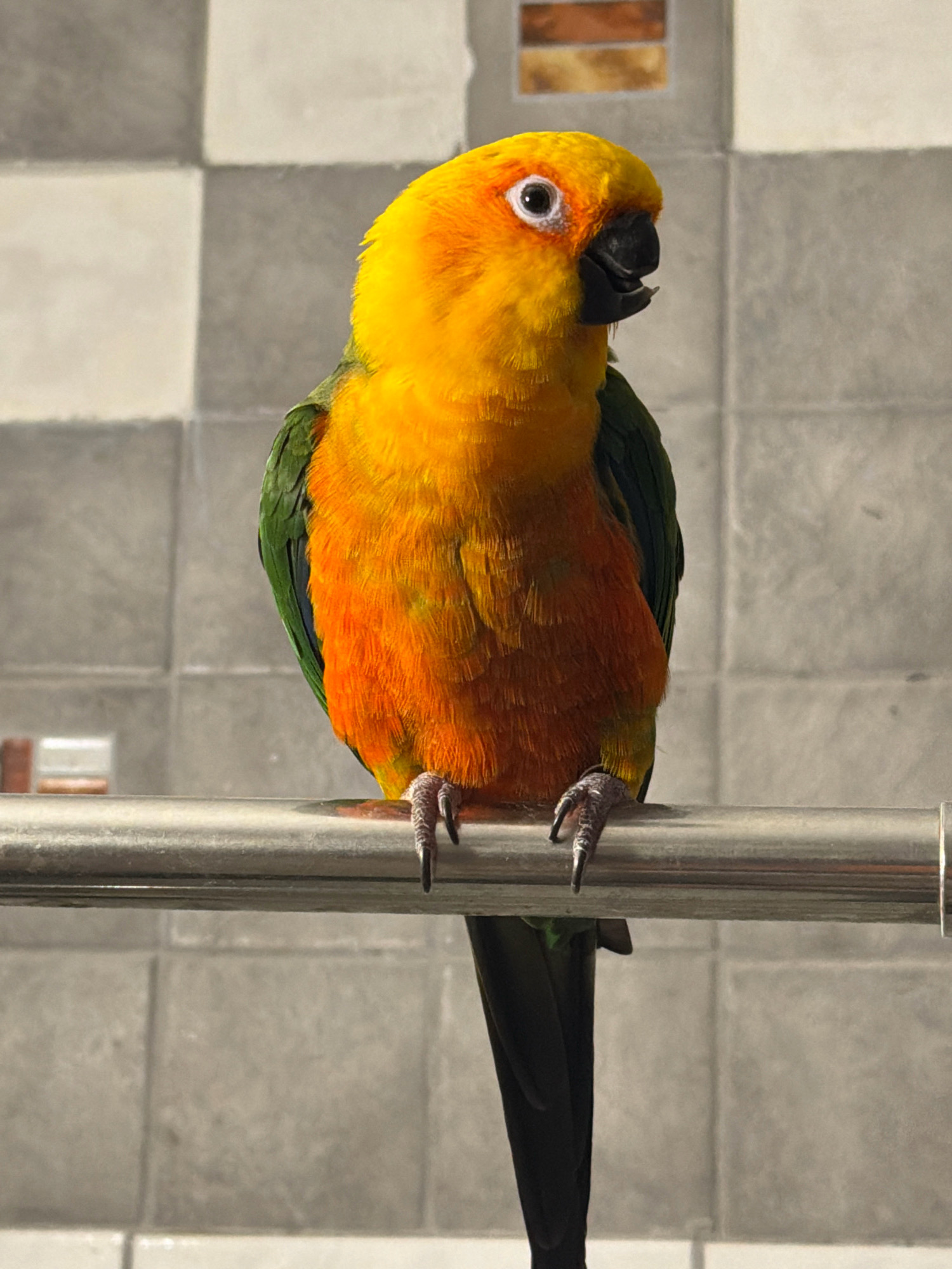 A medium shot shows a sun conure parrot perched on a metallic rod. The parrot is facing to the right with its beak slightly open. It has bright yellow feathers on its head and chest, transitioning to orange on its belly and green on its wings. Its feet, with sharp claws, grip the rod. The background consists of a tiled wall, with square tiles in alternating shades of light gray and white, and some rectangular brown elements visible higher up. The rod is positioned horizontally across the frame, with the parrot's legs gripping it. The lighting suggests it is daytime, with a soft light illuminating the parrot. The image does not contain any information that would allow for a determination of its location in the city of Khimki, Russia.