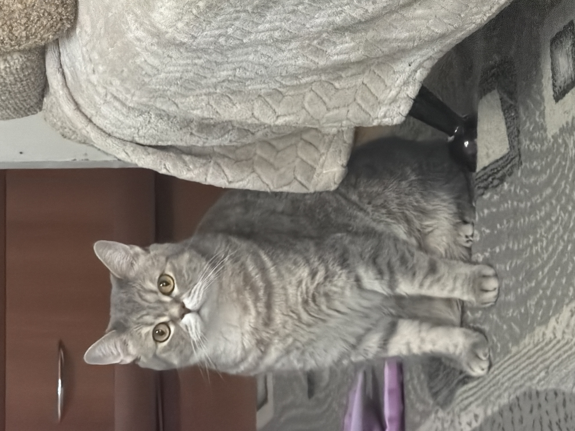 A light gray tabby cat with distinctive darker gray stripes and striking golden-green eyes is the central subject of this indoor photograph, taken in Chaikovsky, Russia. The cat lies stretched out, its gaze directed intently towards the viewer with an alert and curious expression, and its head slightly tilted. It rests on a soft, light gray blanket or throw, which is adorned with a textured chevron or braided pattern. To the cat's left, a brown wooden cabinet or furniture piece with a silver handle is visible. To its right, a gray and white patterned rug or carpet covers the floor, with a hint of purple fabric also present in the background. The scene suggests a comfortable domestic setting. There is no visible text in the image.