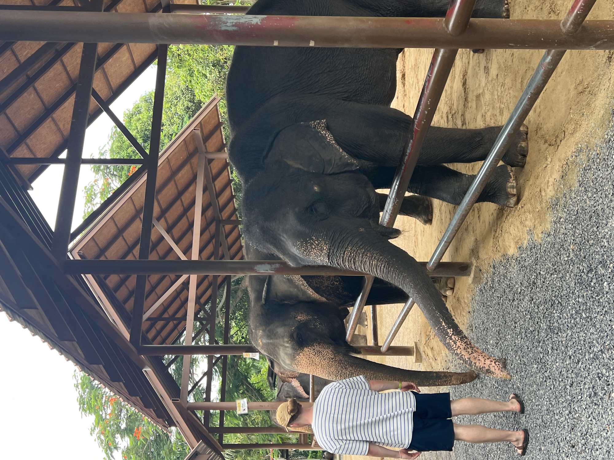 In Baan Thurian, Thailand, a man wearing a striped t-shirt and navy shorts stands on a gravel path, facing away from the camera. He is in front of a large, covered structure with a wooden roof supported by dark brown posts. Through the structure's open sides, two elephants are visible. The elephant on the right is dark gray and has its trunk extended towards the viewer. The elephant on the left is also dark gray, with lighter pinkish skin visible on its face. The ground within the structure is sandy. Trees and foliage are visible in the background, along with a bright, overcast sky. The scene appears to be an elephant sanctuary or a similar tourist attraction.