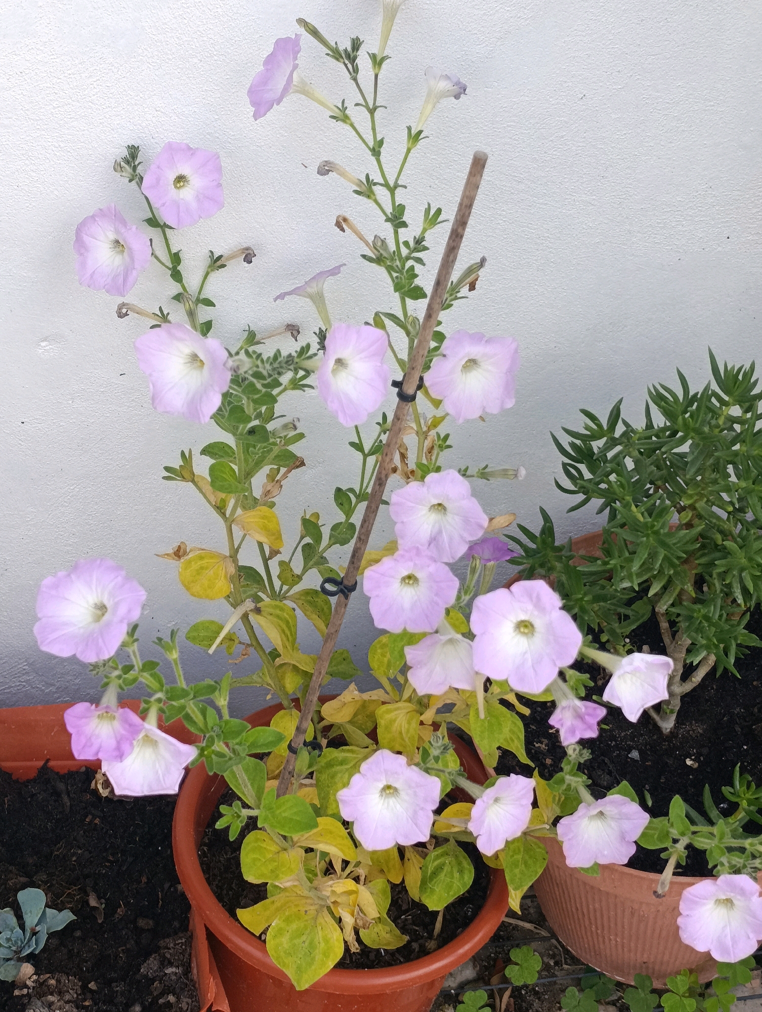 The image shows a close-up of a potted plant with several light purple petunias in bloom. The plant is supported by a wooden stake. The background is a textured white wall. There is another potted plant with green, succulent-like foliage to the right of the petunias. The pots appear to be made of terracotta. The scene is outdoors, likely on a balcony or patio, given the proximity to a wall and the presence of multiple planters. There are no people visible in the image. The setting is consistent with an urban environment in Setúbal, Portugal, where such potted plants are commonly found on balconies and patios.