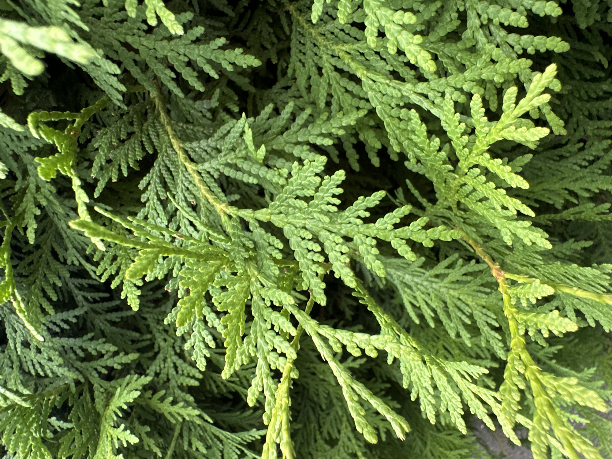 The image is a close-up, detailed view of evergreen foliage, likely from a cedar or cypress tree, showcasing the intricate, scale-like leaves. The vibrant green color varies from bright, almost yellow-green on the newer growth to a deeper, darker green in the shaded interior of the branches. The texture of the leaves is finely detailed, with each individual scale visible. No people or specific objects are discernible within the frame, only the dense, layered arrangement of the plant. The background is a dark, out-of-focus blur of the same foliage, creating a sense of depth and emphasizing the subject. Without further context or identifiable landmarks, the specific location within Günzburg, Germany, cannot be determined. The scene is entirely natural, focusing on the botanical details of the plant.