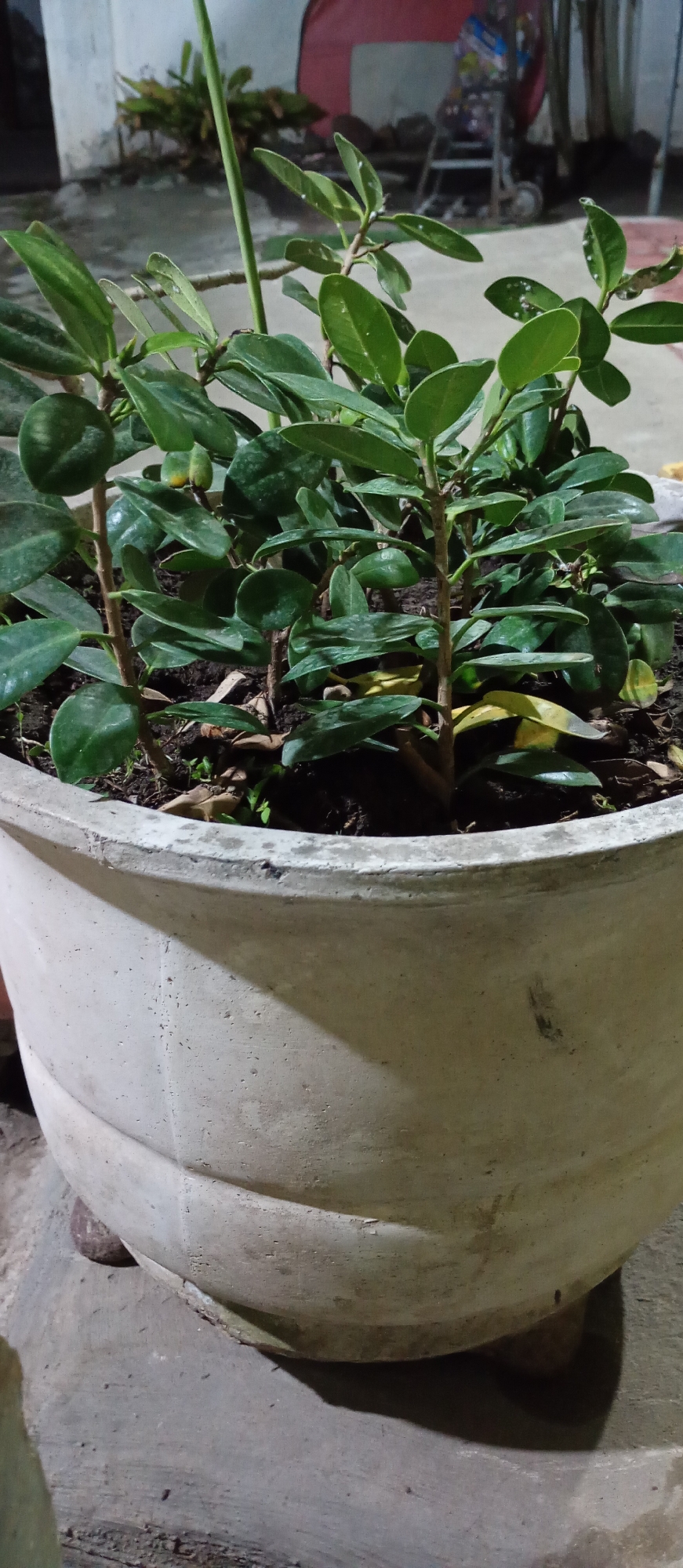 A close-up shot shows a potted plant with lush green leaves and thin brown stems. The plant is in a large, off-white concrete pot that appears weathered and has some dirt smudges on its surface. The pot is resting on a concrete ground. In the background, out of focus, are hints of an outdoor setting at night. A white wall and a dark red object, possibly a tarp or awning, are visible. To the right, a metal structure, possibly a rack or cart, with wheels and some items on it can be seen. The overall lighting suggests a dim, possibly artificial light source illuminating the scene. No people are visible in the image. The location is specified as Pendil, Indonesia.