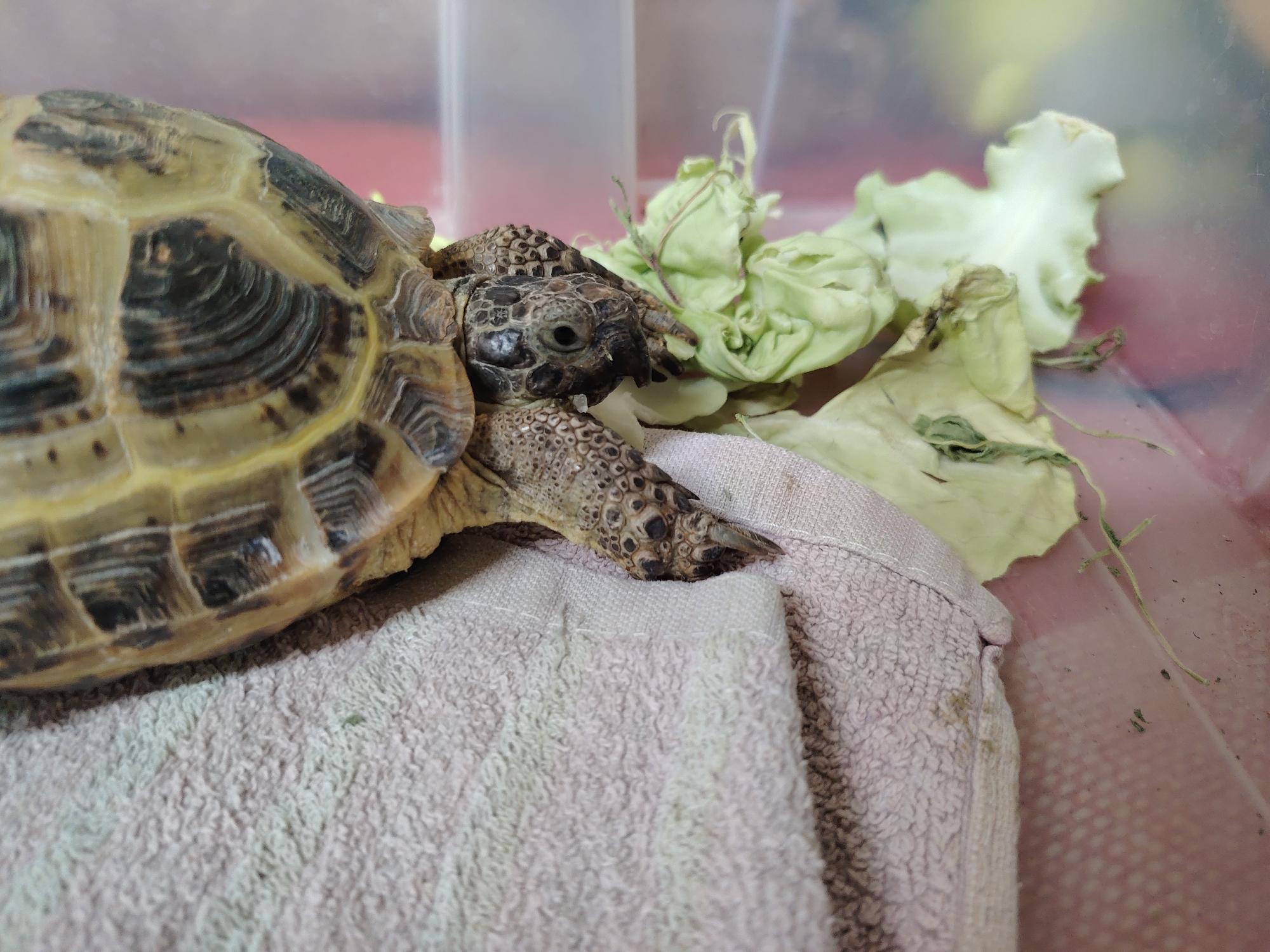 A tortoise is resting on a light pink towel. The tortoise has a tan and black shell with textured skin on its head and legs. It is next to a pile of green leaves. The scene appears to be indoors, possibly inside a plastic container. The location in the city of Chaikovsky, Russia, is not apparent in the image.