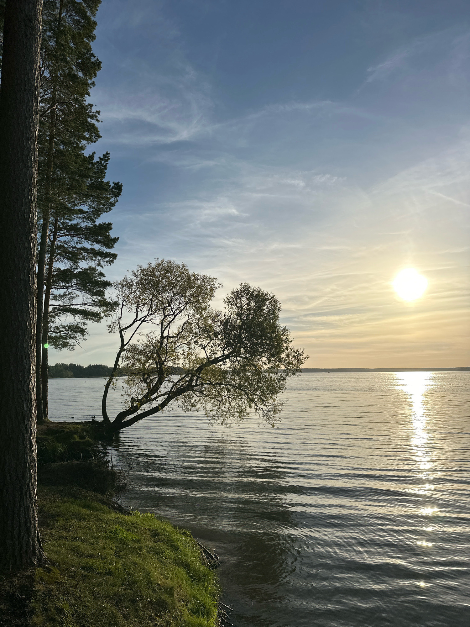 A wide shot captures a serene lake scene at sunset in the Zhdanovichi rural council, Belarus. On the left, the textured bark of a tall pine tree dominates the foreground, its dark silhouette contrasting with the bright sky. To its right, a line of evergreen trees forms a dense green wall. A deciduous tree with sparse, autumn foliage leans dramatically over the water from the shore, its branches reaching towards the center of the frame. The lake's surface is calm, disturbed only by gentle ripples that reflect the warm glow of the setting sun. The sun, a bright, diffused orb, hangs low in the sky on the right, casting a shimmering path of light across the water. The horizon line is a soft blend of distant trees and the sky, which transitions from a clear blue at the top to a pale yellow and orange near the sun. The foreground shows a grassy embankment sloping down to the water's edge, with some exposed roots and soil visible. Two dark shapes, possibly ducks, are present on the water near the shore. The overall atmosphere is tranquil and natural.