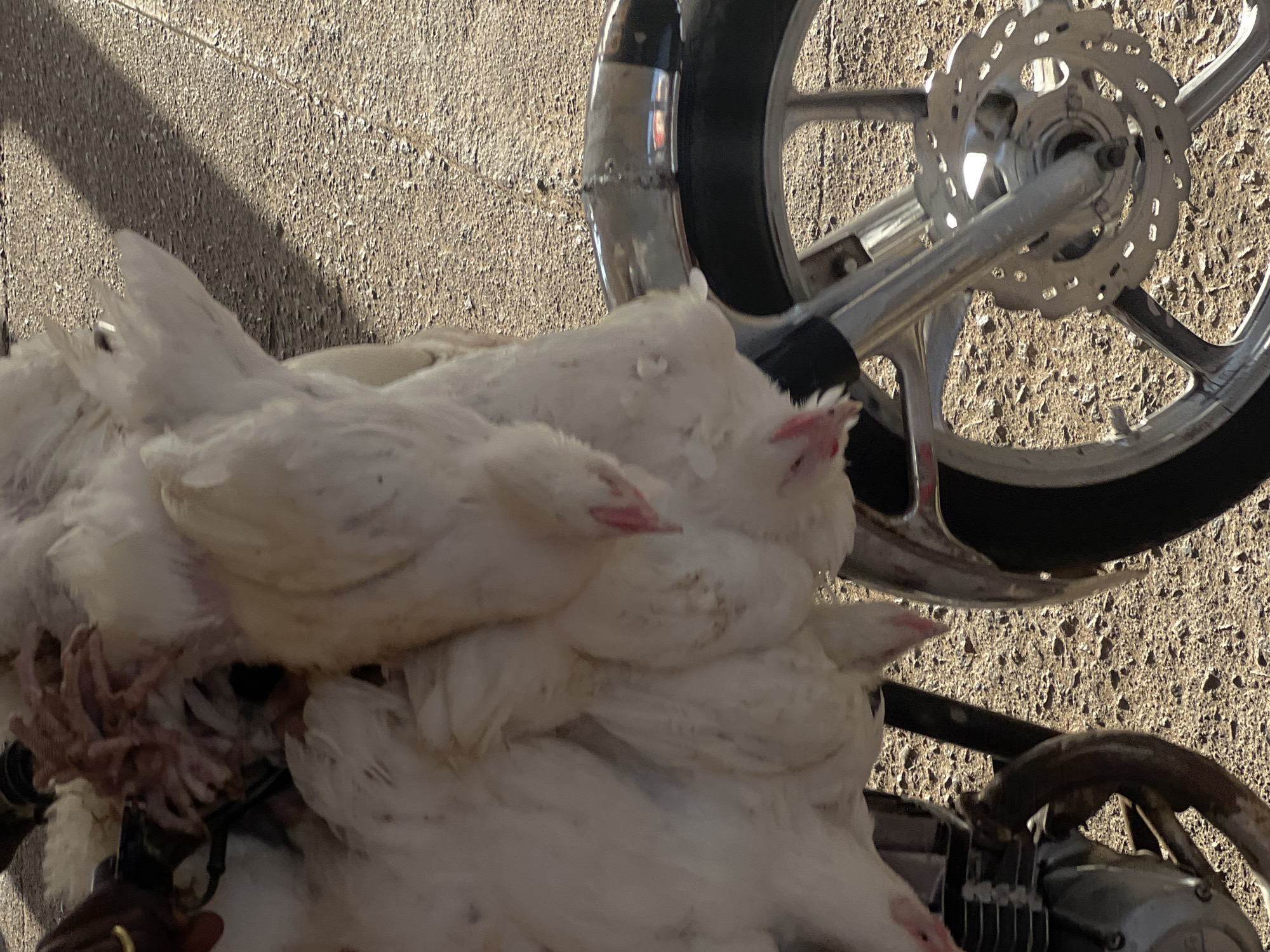 In Gura Top, Nigeria, a pile of white chickens, likely livestock for sale or consumption, are stacked near the rear wheel of a motorcycle. The motorcycle's tire, spokes, and a portion of the engine are visible. The scene is outdoors, on a textured, possibly concrete, surface. A person's hand with a ring is visible.
