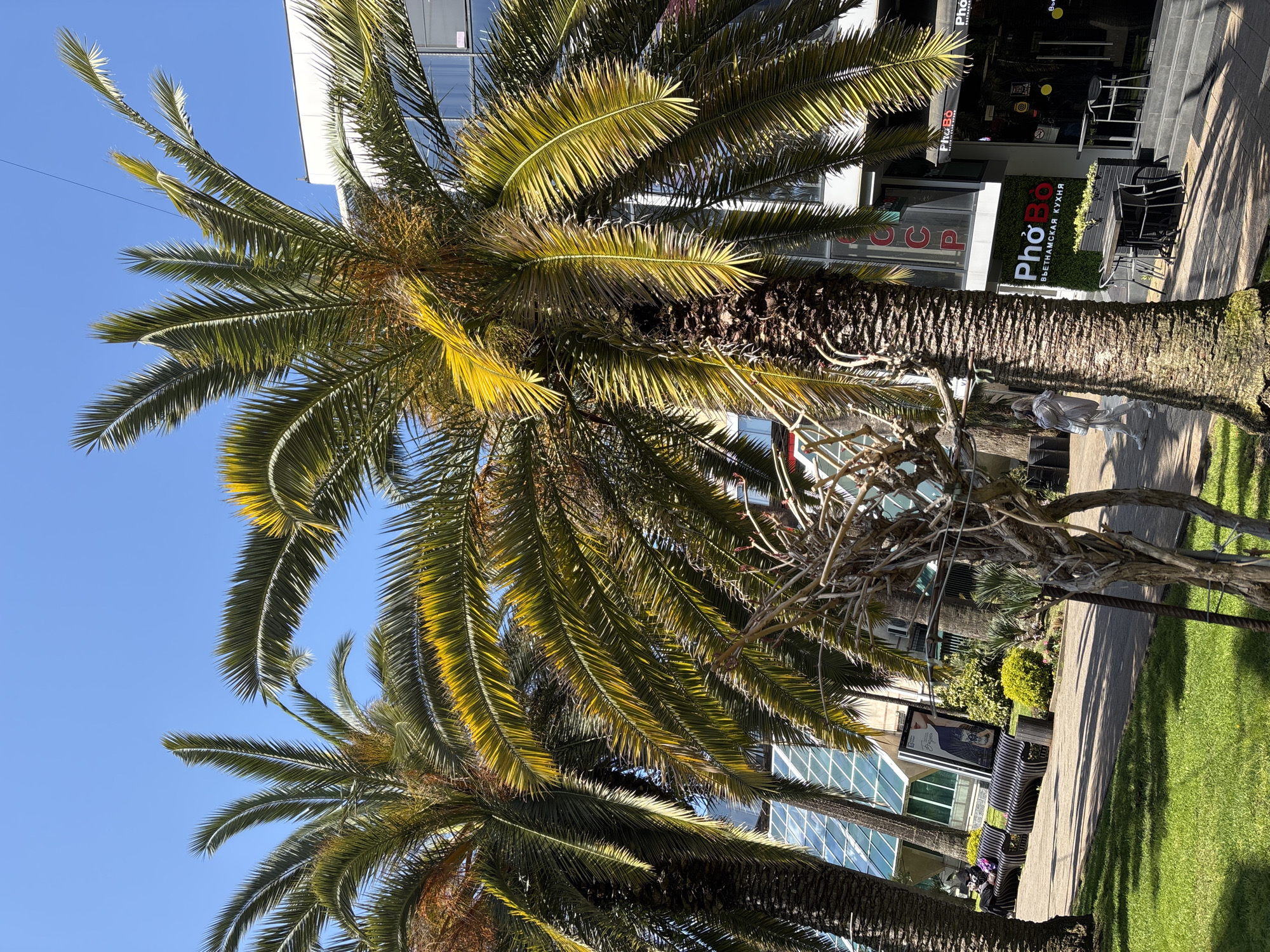 The image shows palm trees in Sochi, Russia. A Pho Bo Vietnamese restaurant is visible in the background. There is grass and a paved walkway. A metal sculpture of a person stands on the walkway. The sky is blue. The shot is angled upwards towards the palm trees.