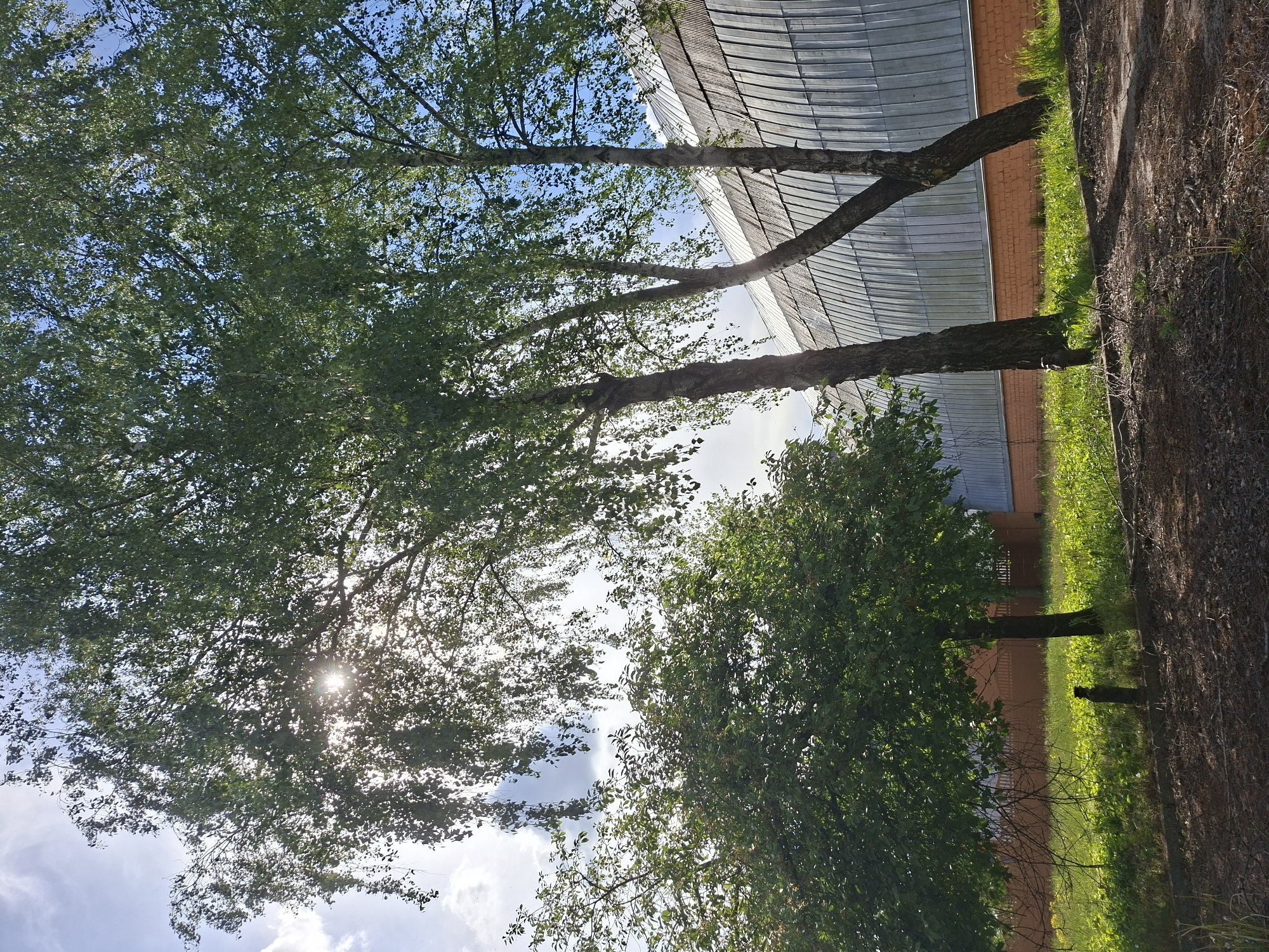 The image depicts trees with green foliage against a partly cloudy blue sky. Sunlight is visible through the leaves of the trees. In the background, there is a building with a curved metal roof and a brick wall. Grass is visible near the base of the trees. The location is likely Zhabinka, Belarus.