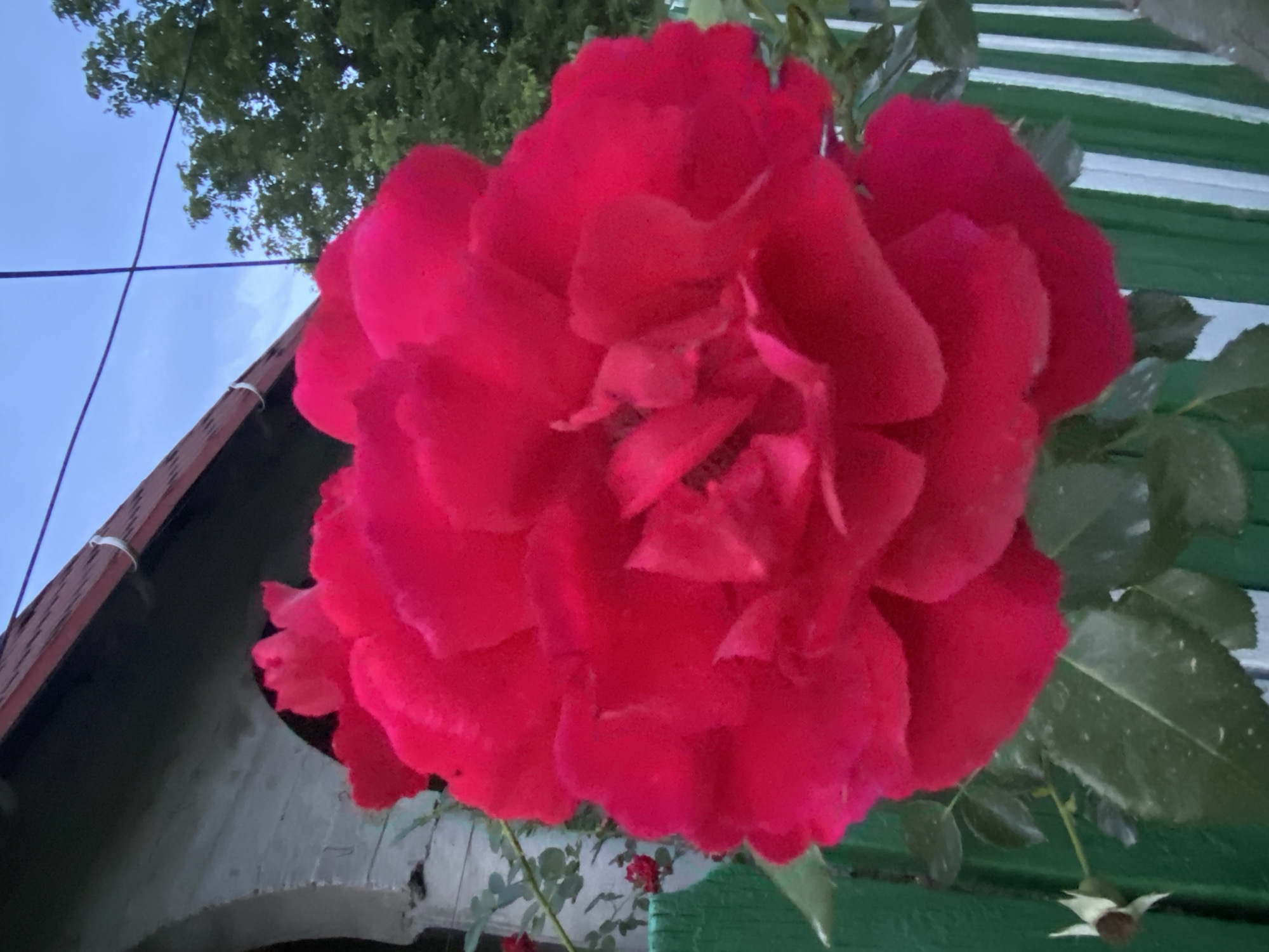 A large, vibrant red rose dominates the foreground of this vertical outdoor image, its petals unfurling generously. The rose is positioned in front of a green wooden fence, with a few white vertical slats visible on the right side. To the left of the rose, a portion of a building with a red tiled roof and an arched entryway is partially visible, along with some green foliage. In the background, lush green trees can be seen against a twilight sky, with a few thin, dark wires crisscrossing the upper portion of the frame. The scene appears to be set in the city of Horodca, Moldova.