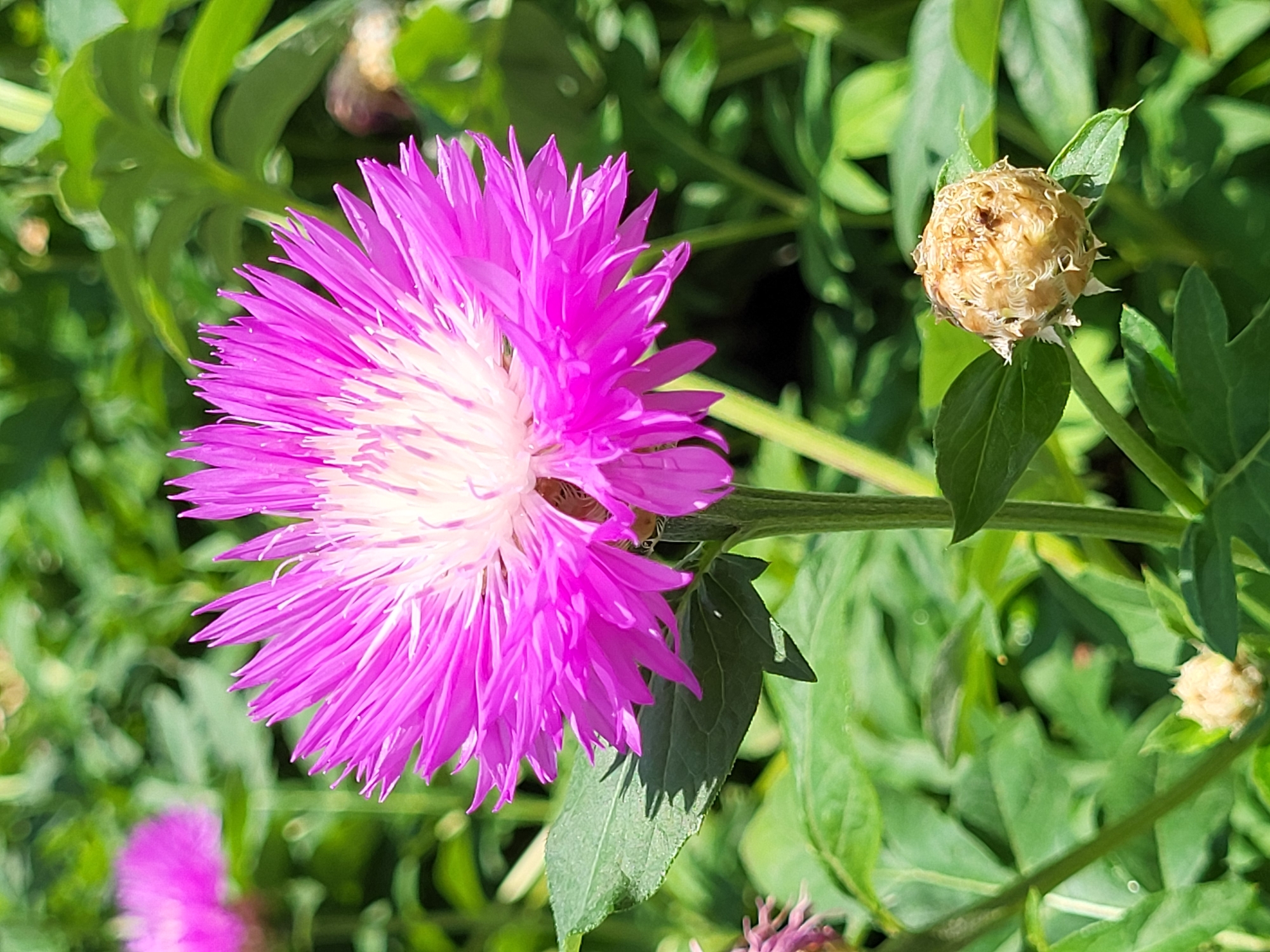 In Zolotonosha, Ukraine, a close-up, eye-level, vertical photograph captures a vibrant pink cornflower in full bloom, its delicate petals fanning outwards from a white center. The flower stands tall on a green stalk, surrounded by lush green foliage. In the foreground, to the right of the blooming flower, a dried seed head of a similar plant rests on a leaf-covered stem, its spiky appearance contrasting with the soft petals of its blooming counterpart. Out of focus in the background, another pink cornflower adds depth to the scene. The lighting suggests a bright, sunny day, illuminating the intricate details of the flower and its surroundings.