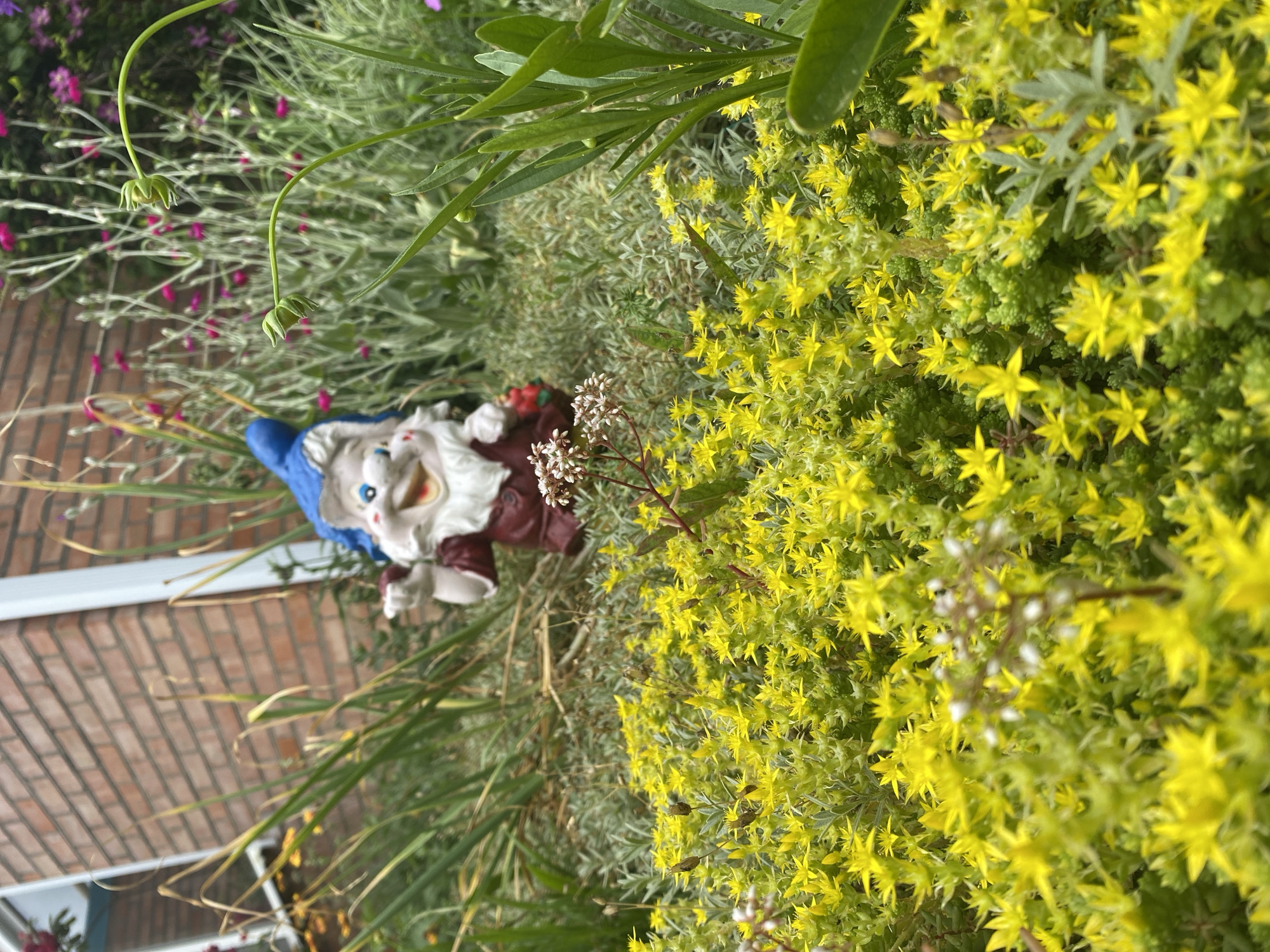 A garden gnome, adorned with a blue hat, white beard, and maroon clothing, is nestled amongst a variety of plants. To the right, a dense cluster of small, bright yellow flowers creates a vibrant backdrop. To the left and behind the gnome, delicate pink flowers peek through feathery, silver-green foliage. The gnome itself is depicted with a cheerful expression, holding a small red object in its hand, possibly a berry or a small fruit. In the background, a textured brick wall with a white trim is visible, suggesting an outdoor setting, likely a garden or yard. Long, thin green leaves arch over the scene from the top. The lighting suggests it is daytime. No visible text is present.