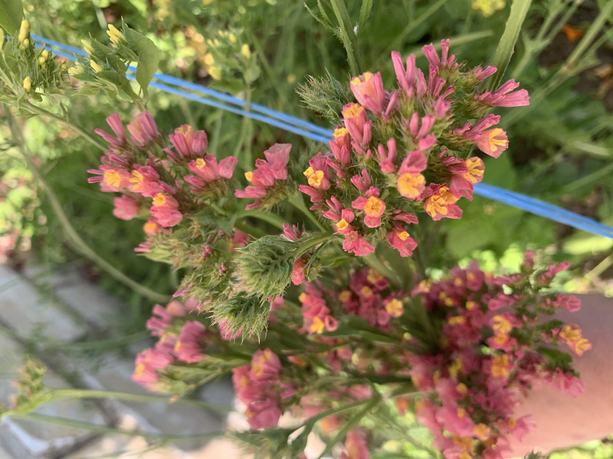 A close-up, slightly blurred shot captures a cluster of small, pink flowers with yellow centers, held in a person's hand. The flowers are arranged in small bunches along green stems, some of which are covered in fine hairs. In the background, more greenery and other small yellow flowers are visible. A bright blue string is diagonally positioned within the frame, crossing behind the flowers. The overall lighting suggests it is daytime, outdoors. The location is identified as the village of Vídzaŭski sielski Saviet, Belarus.