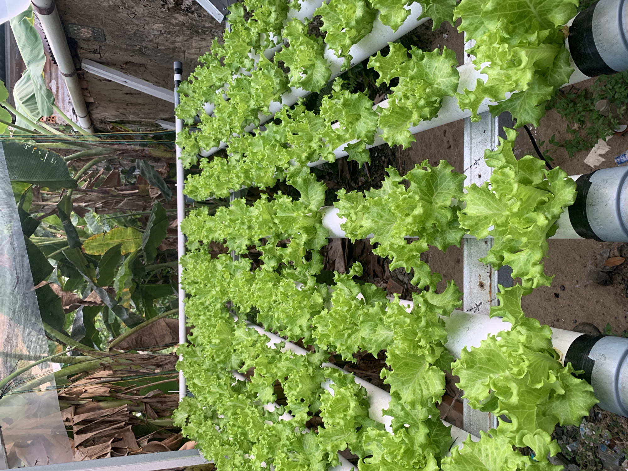 The image depicts a hydroponic farming setup for lettuce cultivation within a greenhouse. Rows of bright green lettuce plants are visible, growing in white PVC pipes arranged on a metal frame. In the background, banana trees and their large leaves are prominent, suggesting a tropical or subtropical environment. The structure appears to be located outdoors, possibly in a backyard or a dedicated agricultural space, with a concrete wall and part of a building visible on the right. The overall scene suggests a sustainable urban farming initiative. The specific location in Palembang, Indonesia, is not explicitly indicated by any visual cues within the image itself but is provided as context.