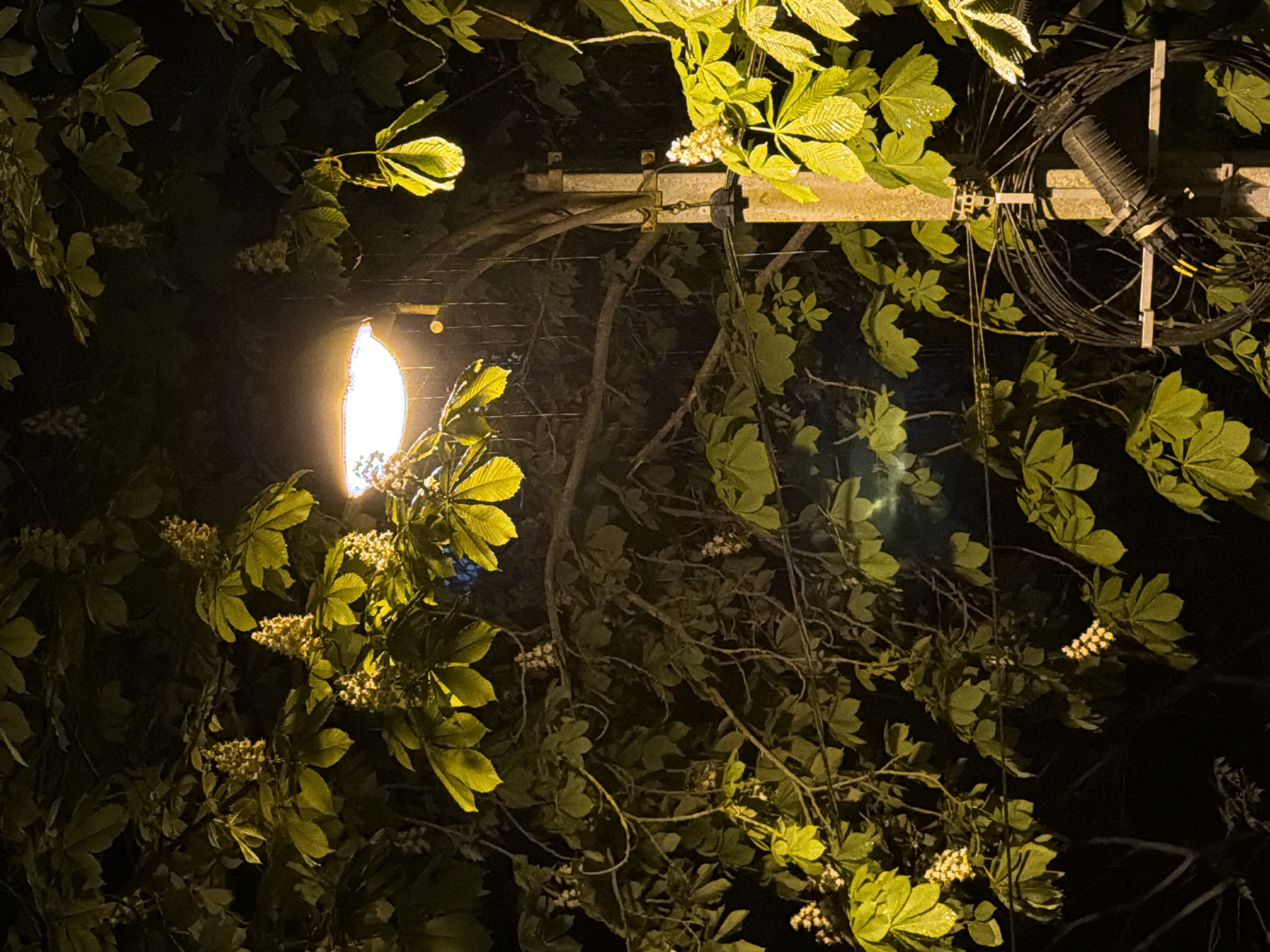 The image shows a night scene in an unknown city. The primary source of illumination is a street lamp obscured by the foliage of trees. Leaves and flower clusters are prominent, illuminated by the lamp's light. A utility pole, topped with a horizontal beam and a bundle of coiled cables and a cylindrical connector, is visible among the branches. The overall environment appears to be a residential or park area due to the presence of mature trees.