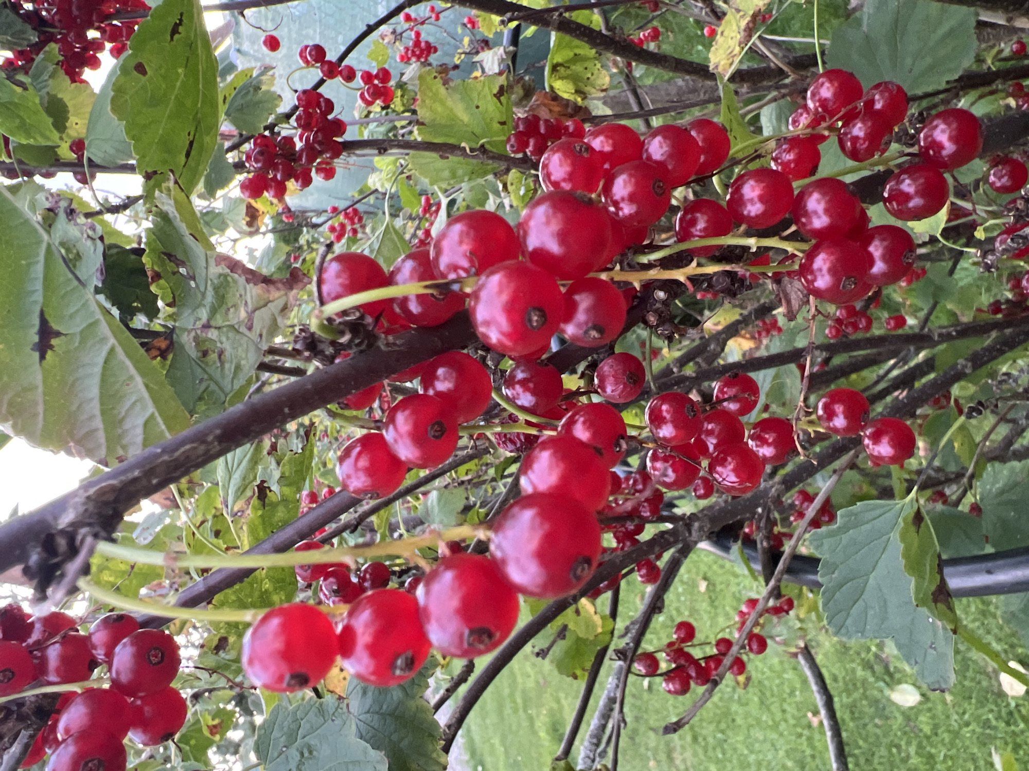 A close-up, eye-level shot focuses on clusters of ripe red currants hanging from branches of a bush. The currants are round and glossy, varying in size, and appear to be in abundance, with some branches heavily laden. The branches are dark and woody, interspersed with green leaves, some of which show signs of drying or discoloration. The background is softly blurred, revealing green grass and hints of other vegetation, suggesting an outdoor setting, likely a garden or natural area. There are no people or animals visible in the image. The lighting appears natural, with soft sunlight filtering through the foliage. The image is stable and there is no indication of motion. The scene is located in Julionys, Lithuania.