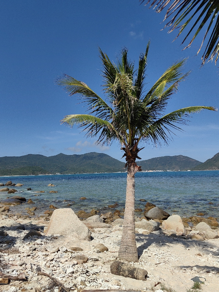 A lone palm tree dominates the frame, rooted on a beach strewn with rocks and shell fragments. Turquoise water stretches to the horizon, meeting distant, verdant mountains under a clear blue sky. Palm fronds partially obscure the upper right corner. The scene evokes a tropical, coastal atmosphere.