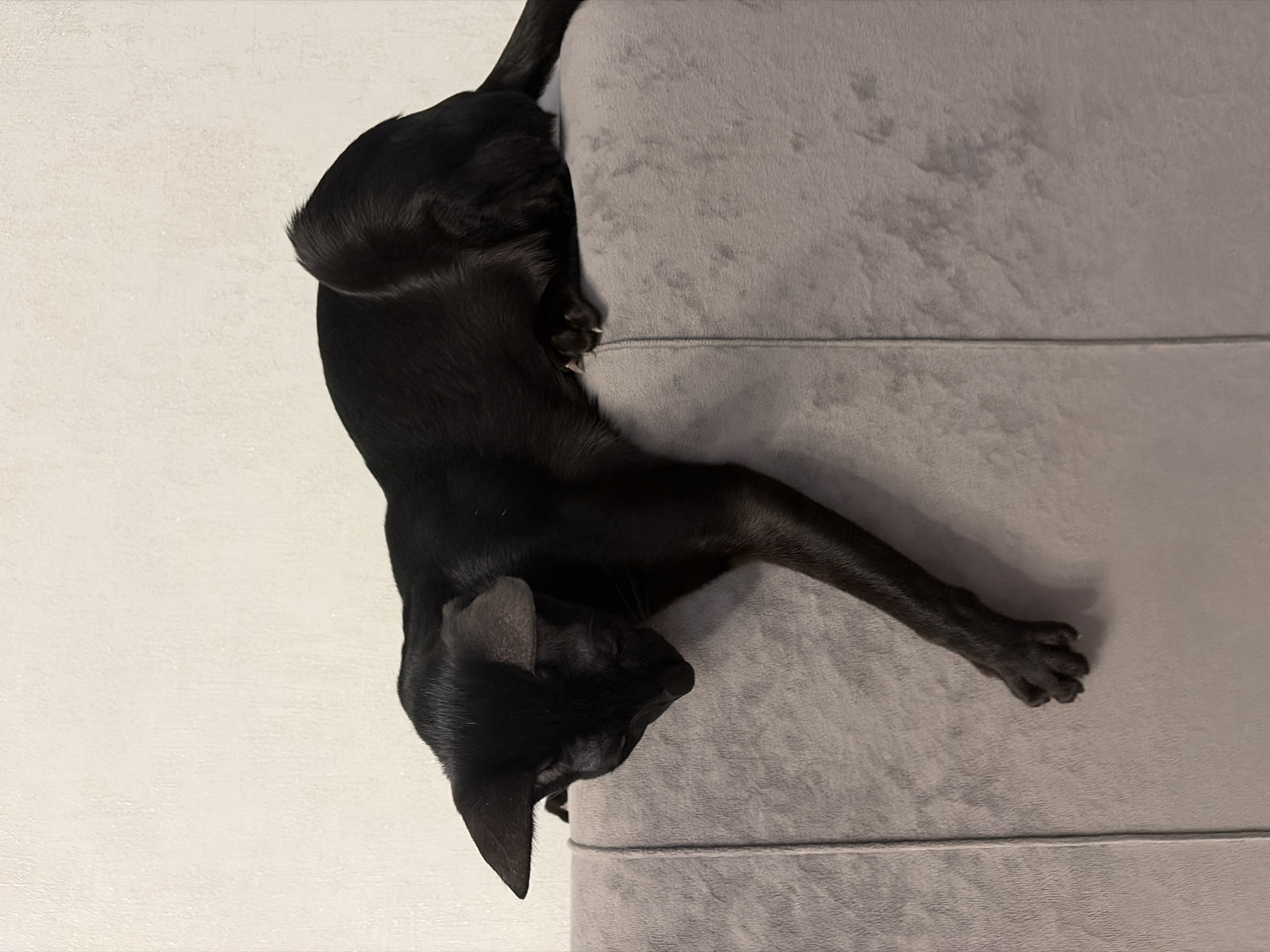 A black cat is resting on a grey sofa. The cat's head is pointing downwards. The location of Chaikovsky, Russia is not discernible from the image.