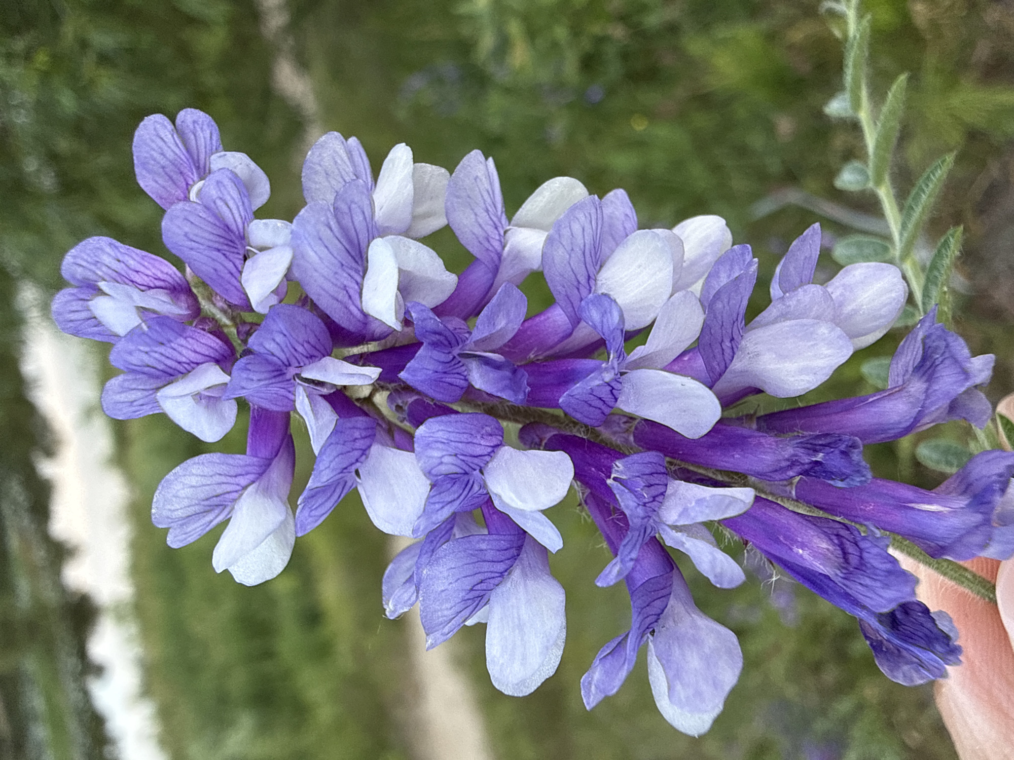 The image presents a vertical close-up of a bicolored flower raceme against a blurred green background. The flower cluster comprises numerous individual papilionaceous flowers densely arranged along a central stem. Each flower exhibits a combination of purple and white or very light lavender petals; the lower petals are predominantly deep purple, while the upper petals are lighter, often white or pale lavender. Distinct darker veining is visible on the surface of many petals. The central stem and some lower parts of the plant exhibit fine hairs. At the lower left of the frame, a portion of a human hand, specifically the thumb and part of the palm, with light skin tone, is visible, appearing to gently support the base of the flower stem. The background consists of out-of-focus green foliage, indicating an outdoor, natural environment with a shallow depth of field. A faint, lighter, blurred area is discernible in the upper left background. The scene is located in the city of Unknown, Unknown.