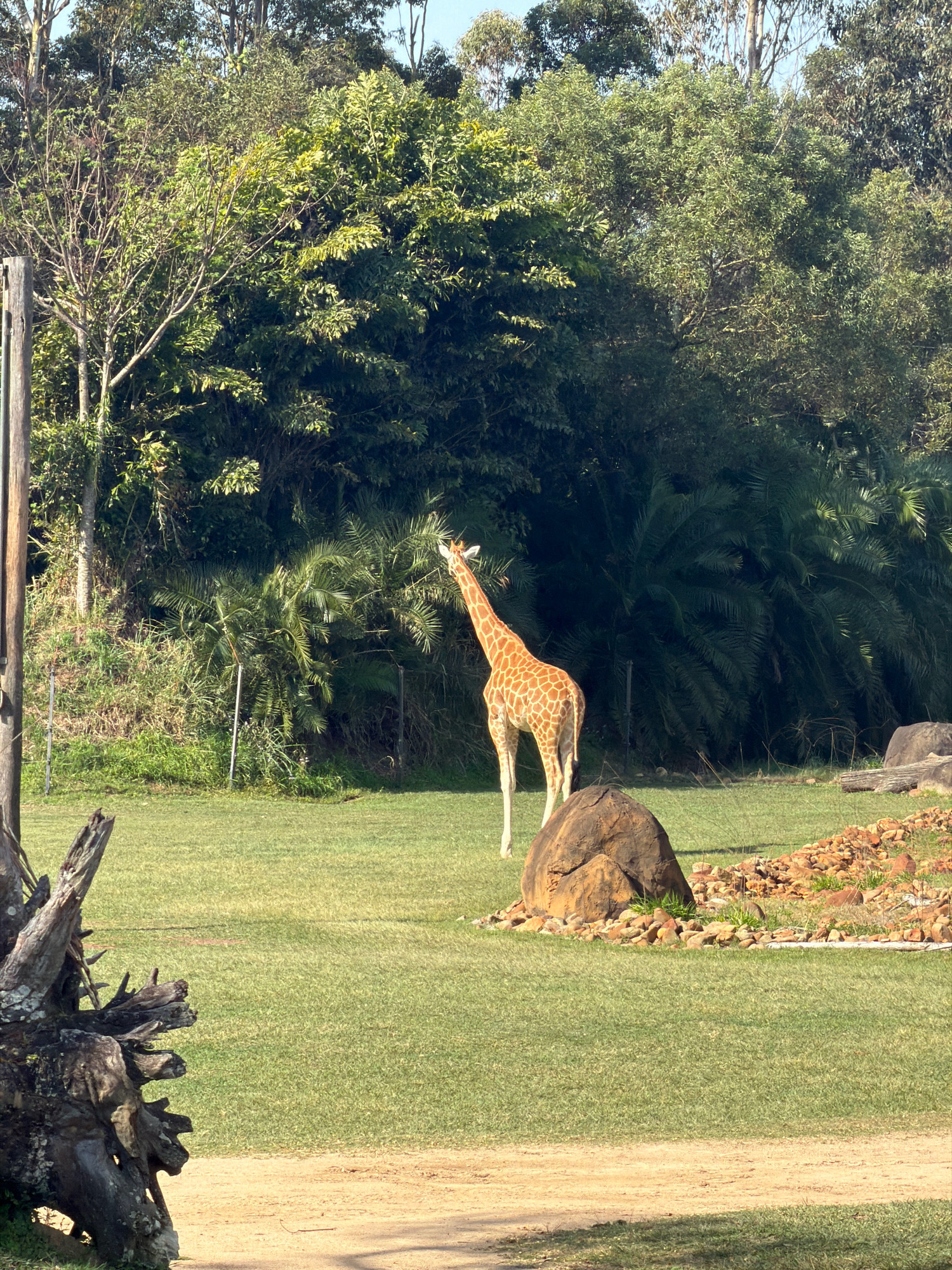 A giraffe stands in a grassy enclosure in Landsborough, Australia. The giraffe, a young adult, is facing away from the camera, with its head turned to the left. It is a light brown color with dark brown spots. The enclosure is surrounded by trees and a fence. There is a large rock in the foreground, as well as a pile of smaller rocks. The ground is covered in grass and a dirt path. The sky is blue and there are some clouds. The image was taken on a sunny day.