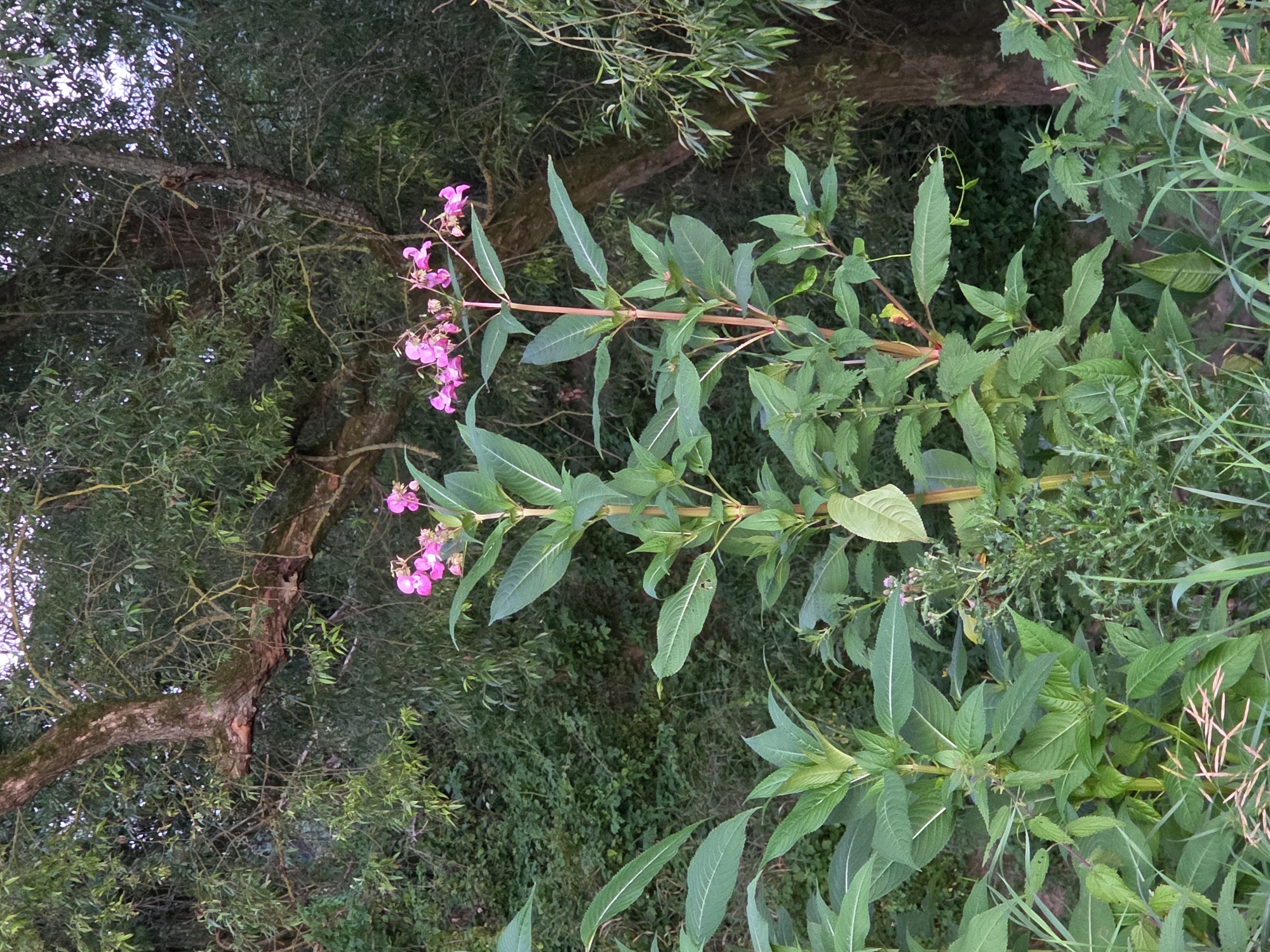 A vertical, medium shot captures Himalayan Balsam plants with pink flowers and lush green foliage in a natural setting. The plants, characterized by their tall, upright stalks and ovate leaves with serrated edges, are the primary subjects. The flowers are clustered at the top of the stalks, displaying a vibrant pink hue. The background is dominated by dense green vegetation, including trees and undergrowth, suggesting a woodland or riparian environment. A large tree trunk, partially obscured by foliage, is visible to the right. The lighting appears diffused, indicative of an overcast sky or early morning/late evening. The scene depicts a natural landscape, likely in Godelheim, Germany, given the context. There are no people or animals present.