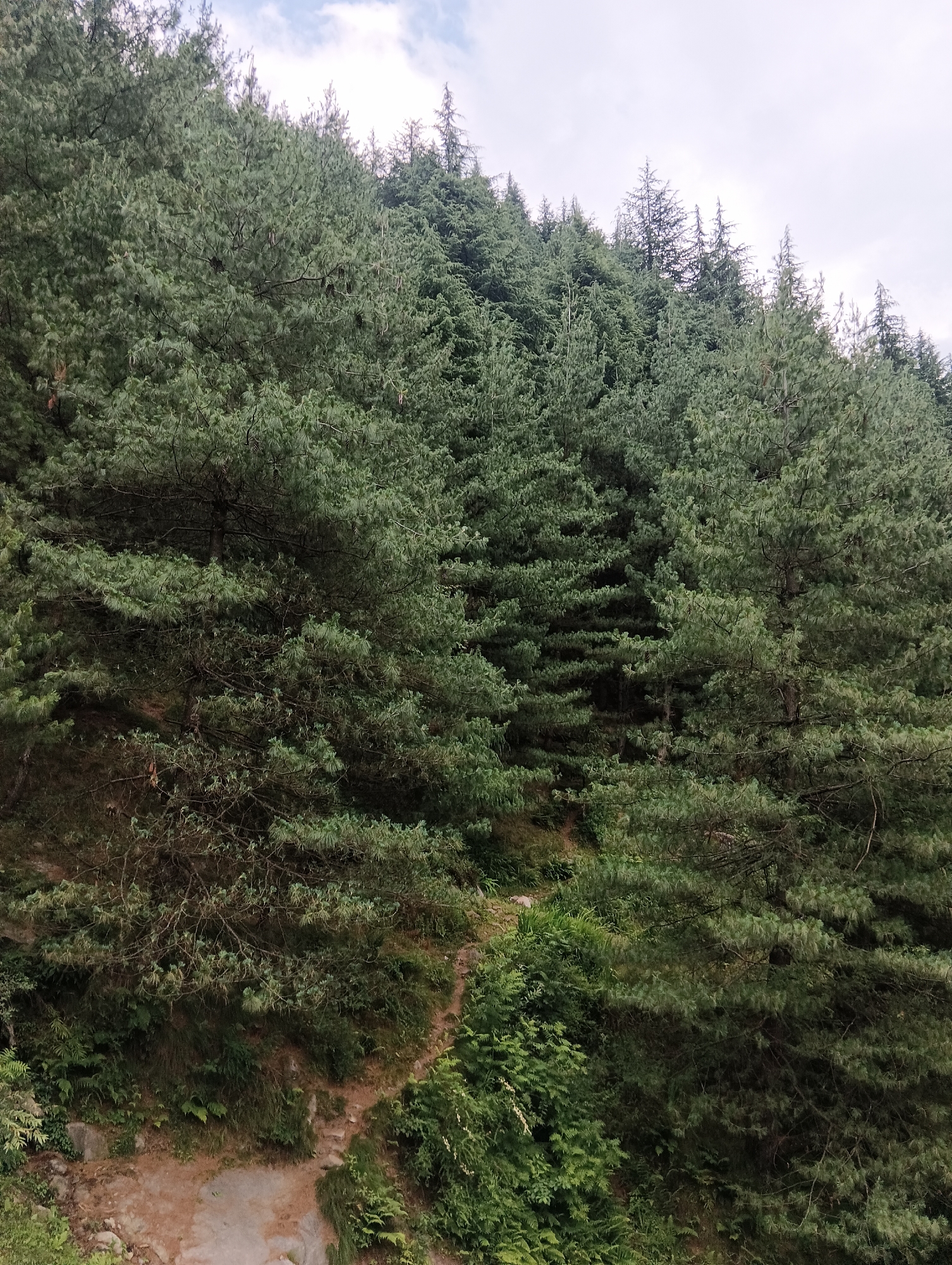 This image captures a dense forest of pine trees on a hillside. The trees are tall and abundant, their green needles creating a thick canopy that obscures much of the ground and sky. The terrain appears to be uneven, with a winding path visible on the lower left side of the image, suggesting a hiking trail. Lush green undergrowth, including ferns and other foliage, carpets the forest floor and edges of the path, indicating a healthy and vibrant ecosystem.
The overall impression is one of a natural, untouched landscape. The lighting suggests it might be daytime, possibly overcast given the diffused light and the soft tones of the sky peeking through the upper branches. There are no people or man-made objects visible in the frame, emphasizing the wildness of the scene. The dense foliage and the slightly muted colors might evoke a sense of tranquility and the peacefulness of a secluded natural setting. The location context of Vashisht, India, is consistent with the presence of pine forests in mountainous regions. There is no visible text in the image.