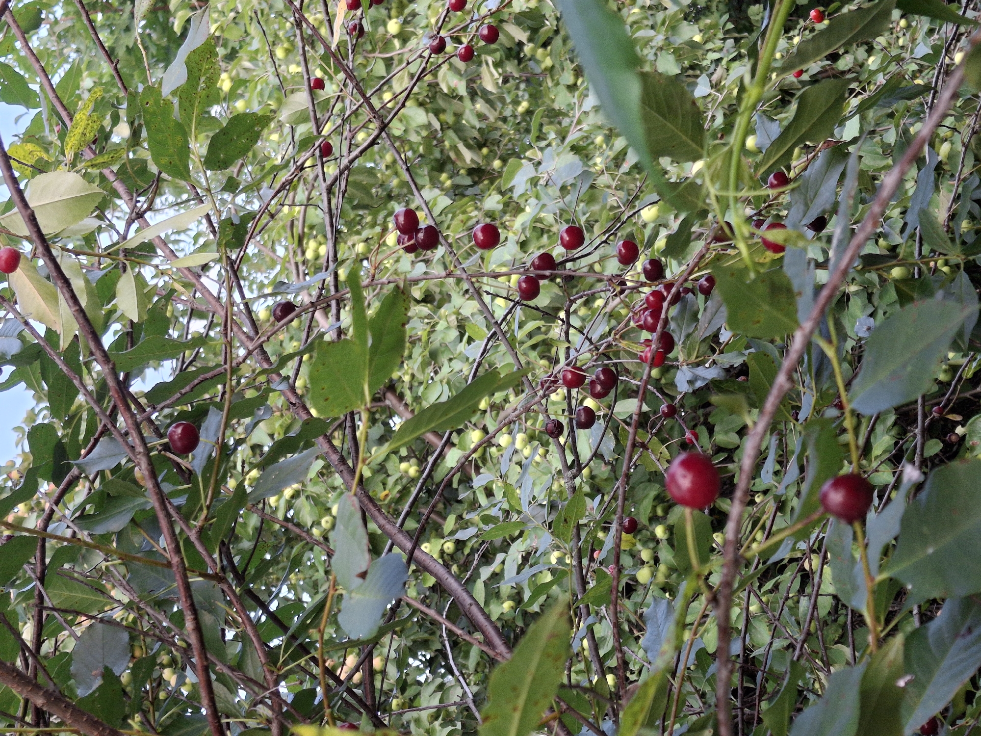 This image shows a close-up view of a cherry tree with ripe red cherries hanging from its branches. The cherries are dark red and appear to be clustered together in some areas. The tree has green leaves and thin, brown branches. The background is filled with more foliage, suggesting a natural outdoor setting. There are no people or animals visible in the image. The image is taken from a low angle, looking up into the branches of the tree. The lighting suggests it is daytime, possibly overcast or late afternoon, as the light is soft and diffused. There is a small cluster of unripe green cherries visible in the background, indicating that the tree is in the process of bearing fruit.