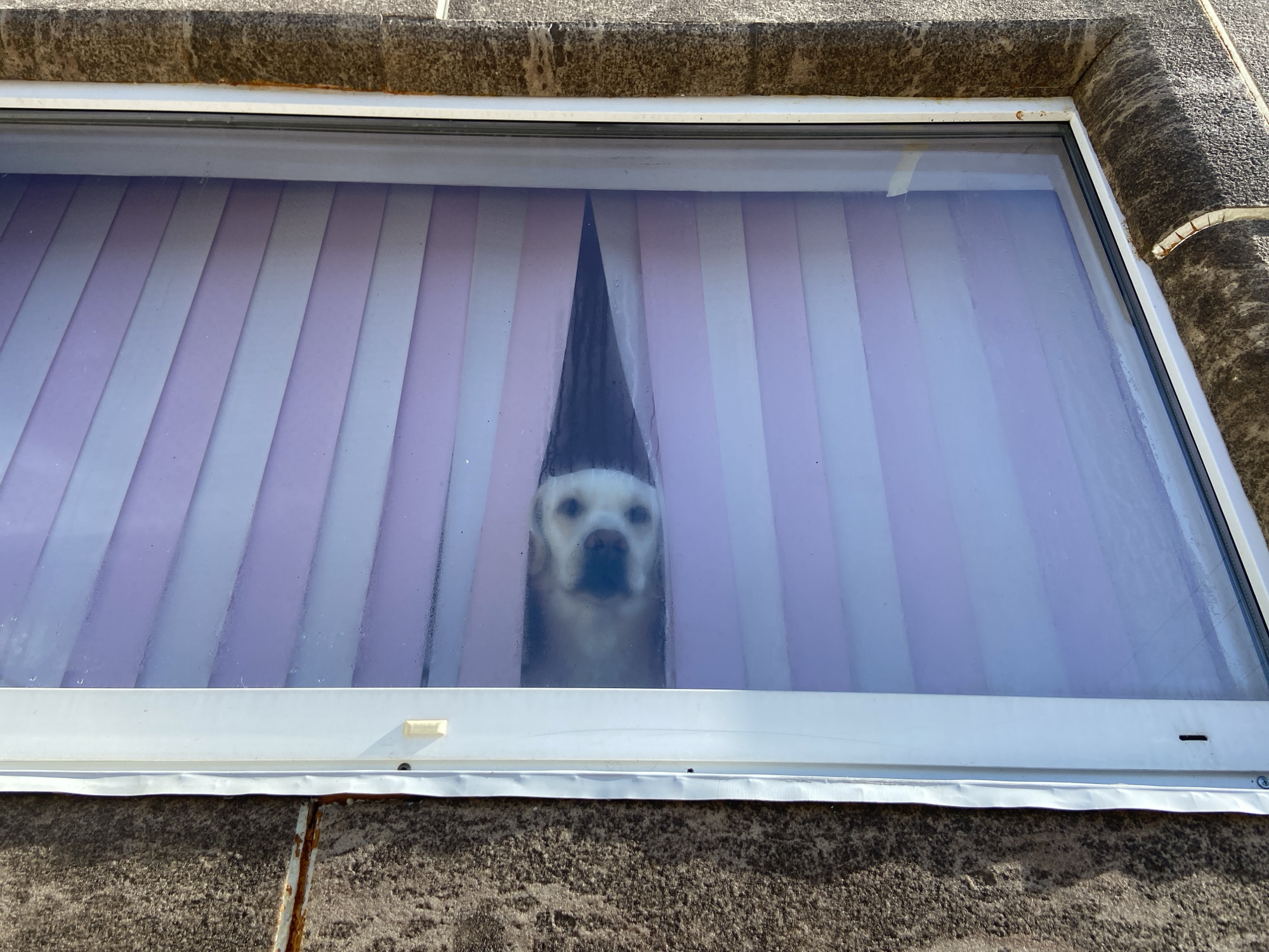 A white Labrador Retriever is looking out a window with purple and white vertical blinds. The dog's head and neck are visible through a gap in the blinds. The window frame is white and sits against a textured exterior wall. The image does not depict the location of Markovo, Russia.