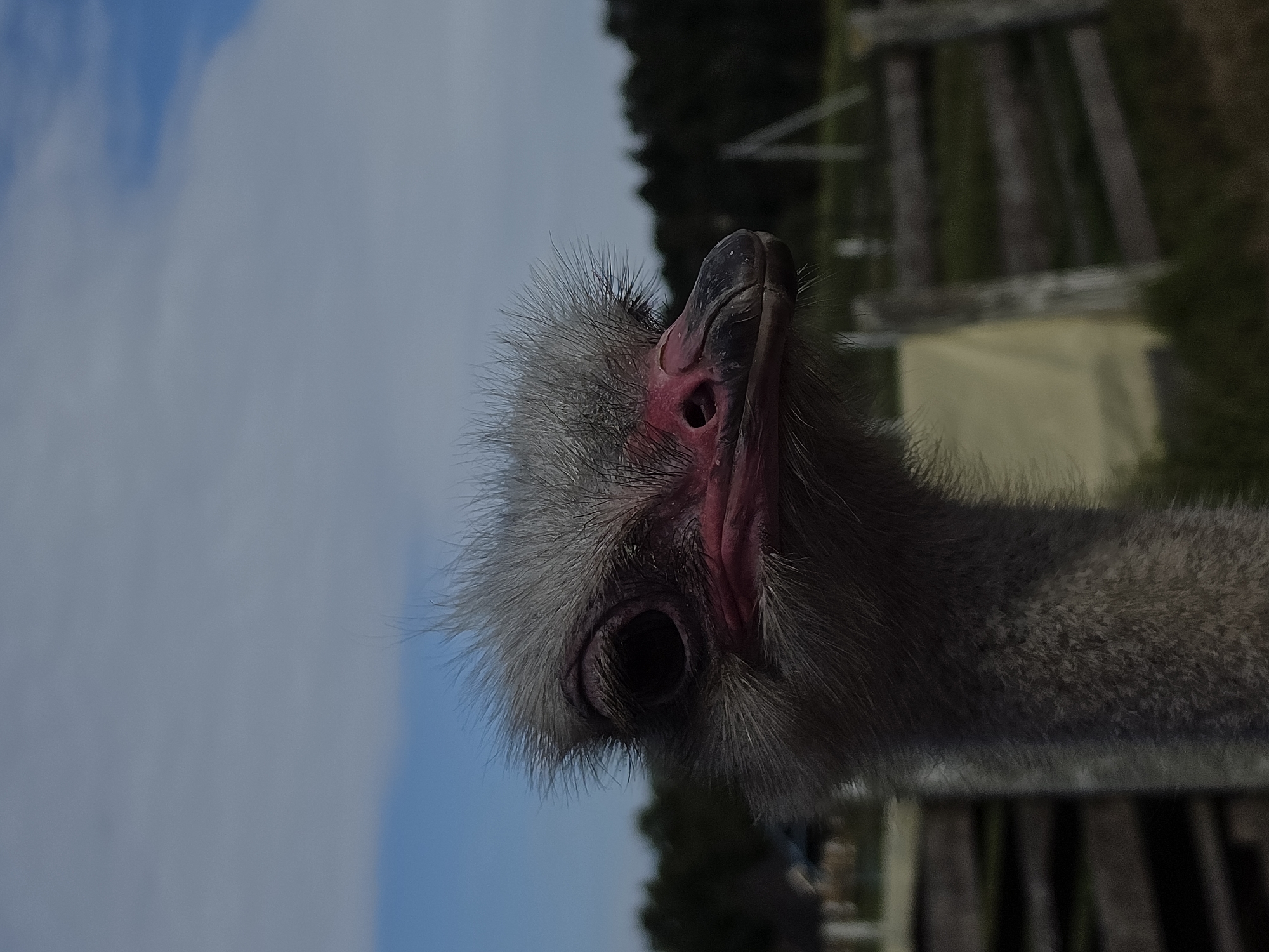An extreme close-up, low-angle shot captures the head of an ostrich against a blurred background of a fence and trees under a cloudy sky. The ostrich's eye is prominent, a dark pupil surrounded by a wrinkled eyelid and lashes. Its pink beak is visible, with nostrils clearly defined. The bird's grey, fluffy head feathers are ruffled. The environment suggests an outdoor enclosure, possibly a zoo or farm, in an area with vegetation and wooden fencing. There are no people or discernible human activity in the frame. The specific location in the city of Peterhof, Russia, cannot be determined from the visual information provided.