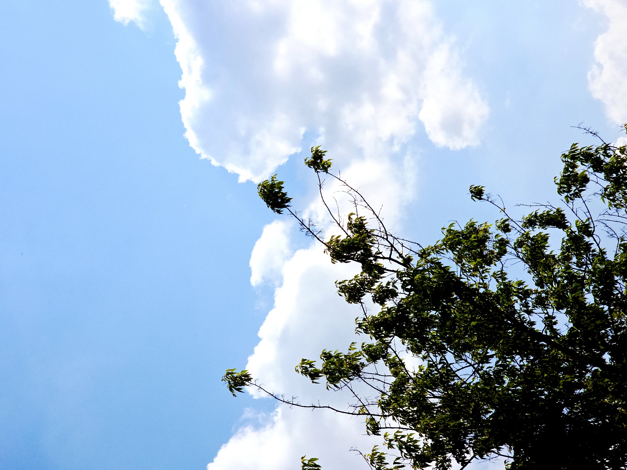 The image displays an upward view of a natural outdoor scene, primarily featuring a bright blue sky partially filled with white clouds and the dark green foliage of a tree. The sky occupies the majority of the frame, transitioning from a clear expanse of light blue in the top-left to areas with fluffy, bright white cumulus clouds. These clouds form a diagonal band across the image, casting soft shadows within their forms.
In the foreground, on the right and extending towards the center, are the branches and leaves of a tree. The leaves are a rich, dark green, and are clustered on various branches, some of which appear bare. The tree's canopy is dense in parts, particularly towards the right edge, while other branches with sparser leaf coverage are visible against the sky. The sunlight appears to be coming from above, illuminating the clouds and highlighting the edges of some leaves.
The scene depicts a peaceful daytime environment, characterized by clear weather with scattered clouds. No specific activity is taking place, nor are any people or animals visible. There are no identifiable location cues beyond a generic natural setting, such as a park or garden. No text is present in the image.